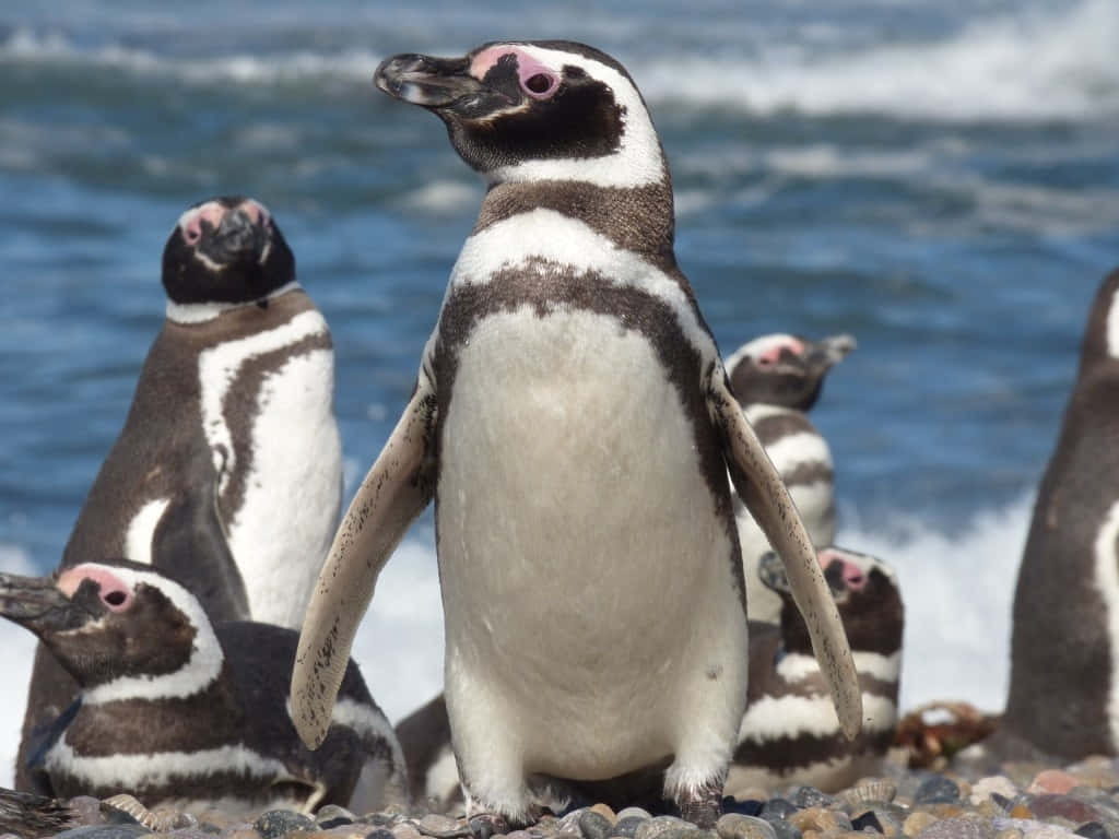 Magellanic Penguin, pebbled shore, crashing blue waves, SD Desktop Wallpaper