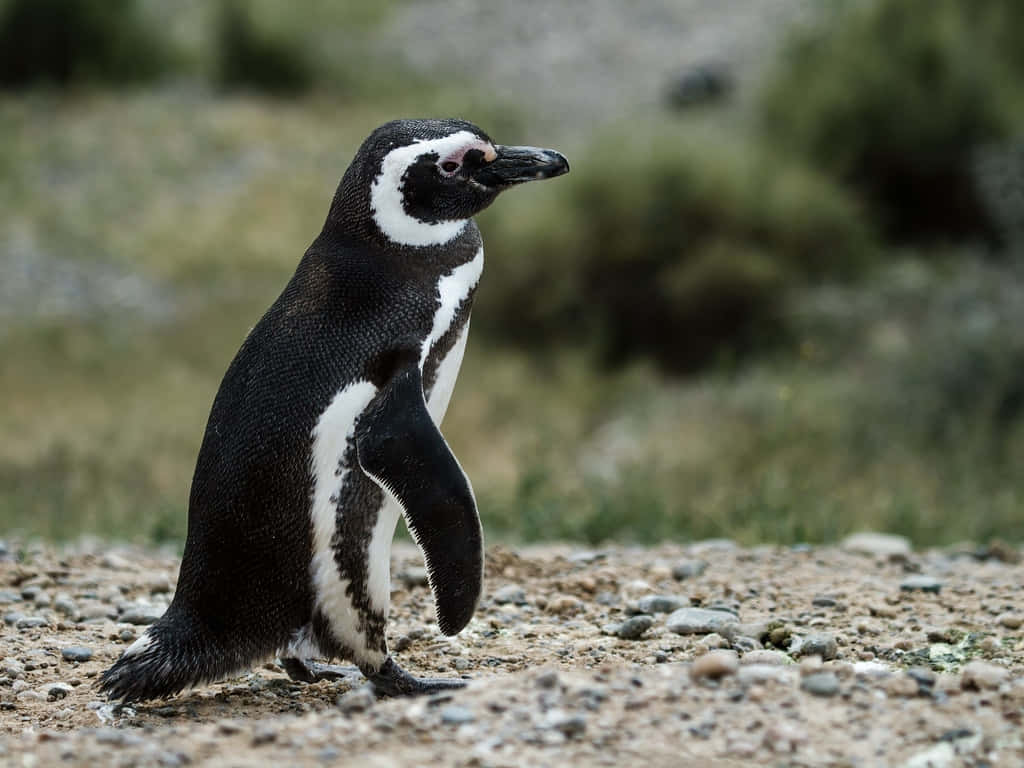 Magellanic Penguin, pebbled shore, blurred green shrubs, SD Desktop Wallpaper