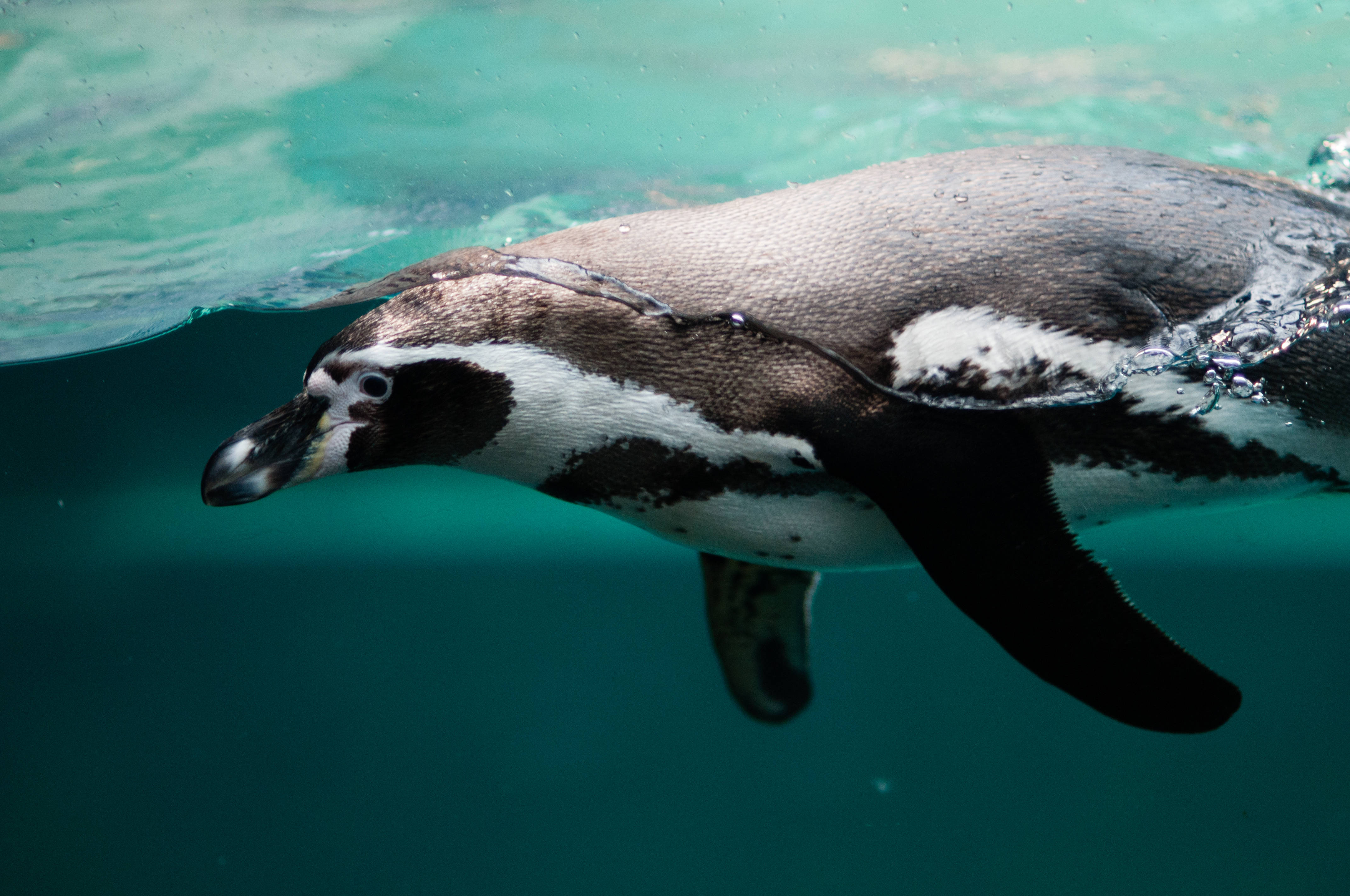 Magellanic Penguin, black and white body, turquoise water, 4K Desktop Wallpaper