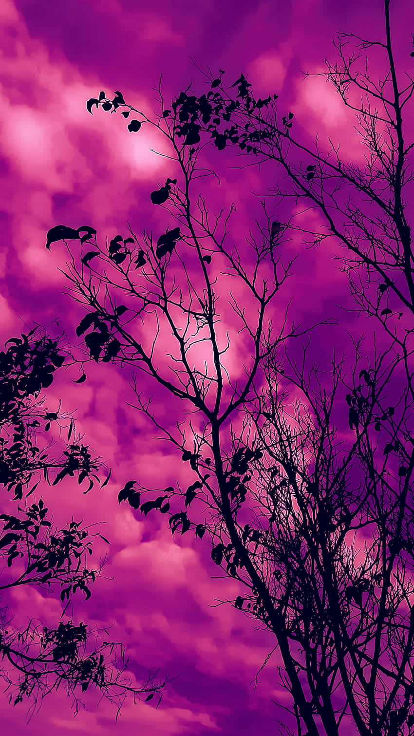 magenta sky, silhouette, tree branches, HD Phone Wallpaper