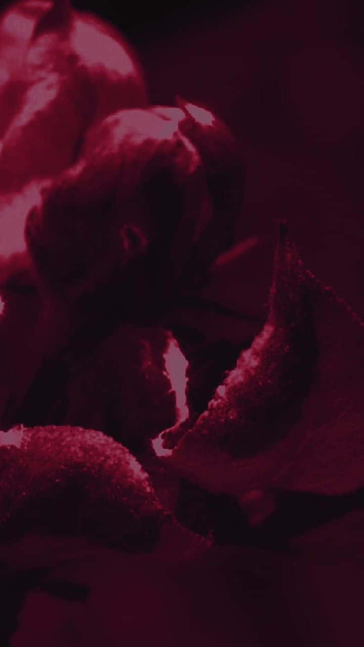 magenta flowers, closeup, deep crimson light, HD Phone Wallpaper