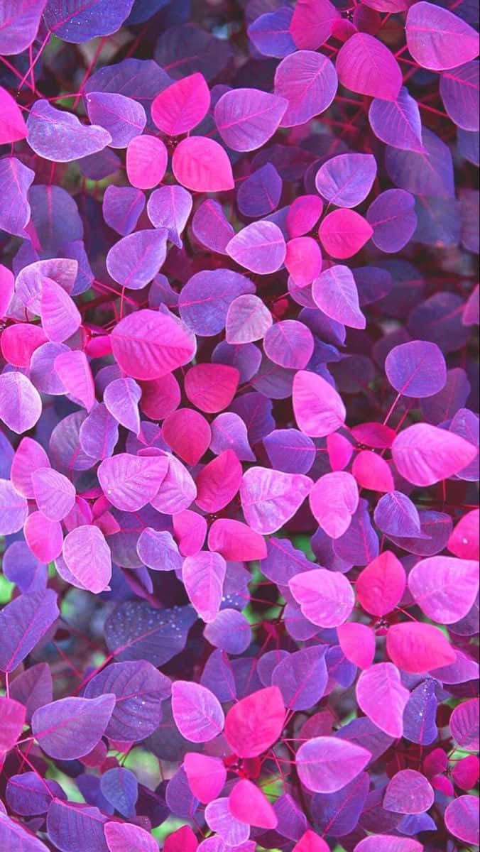 magenta leaves, fuchsia, magenta, SD Phone Wallpaper