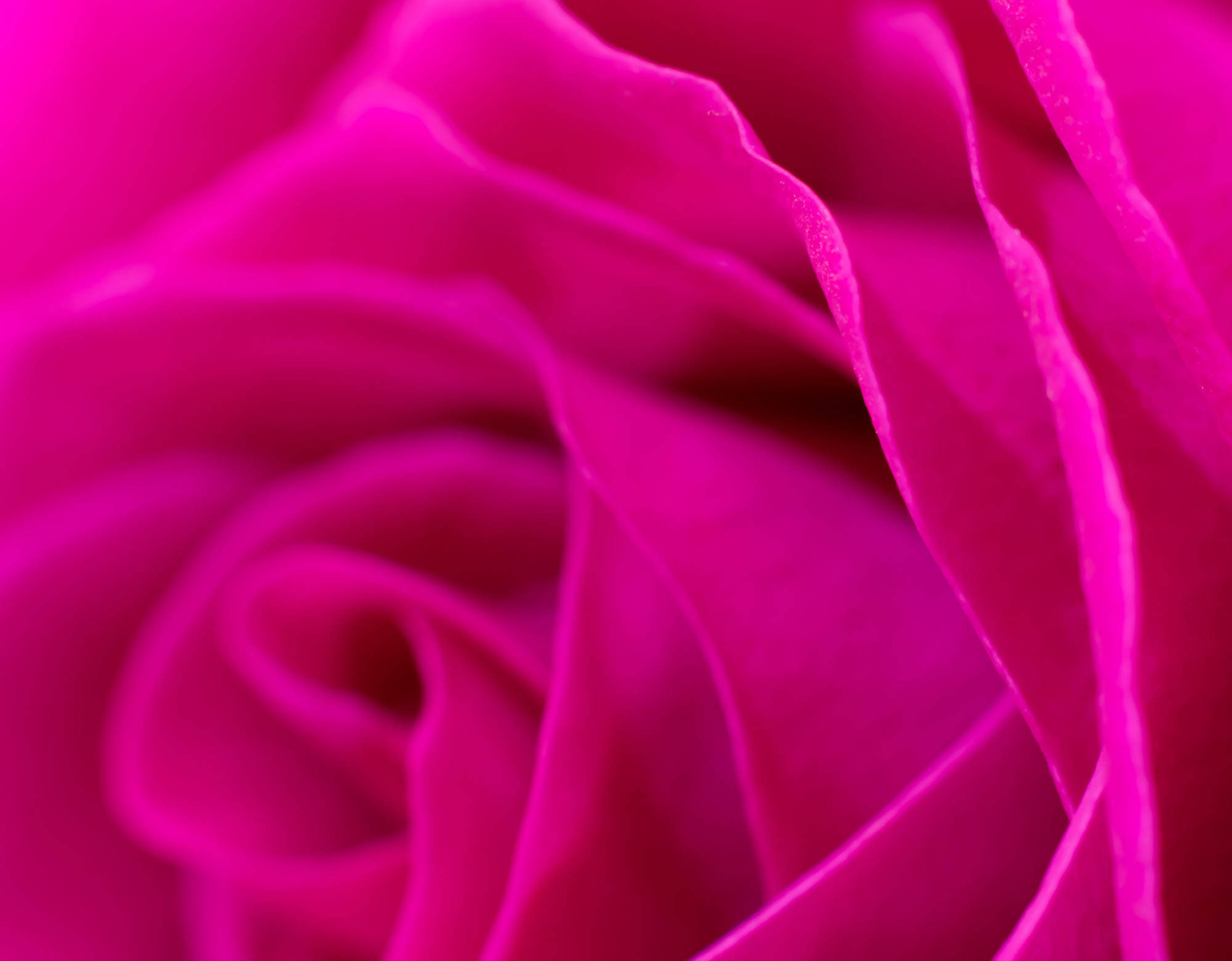 magenta rose, vibrant magenta, soft blurred petals, Full HD Desktop Wallpaper