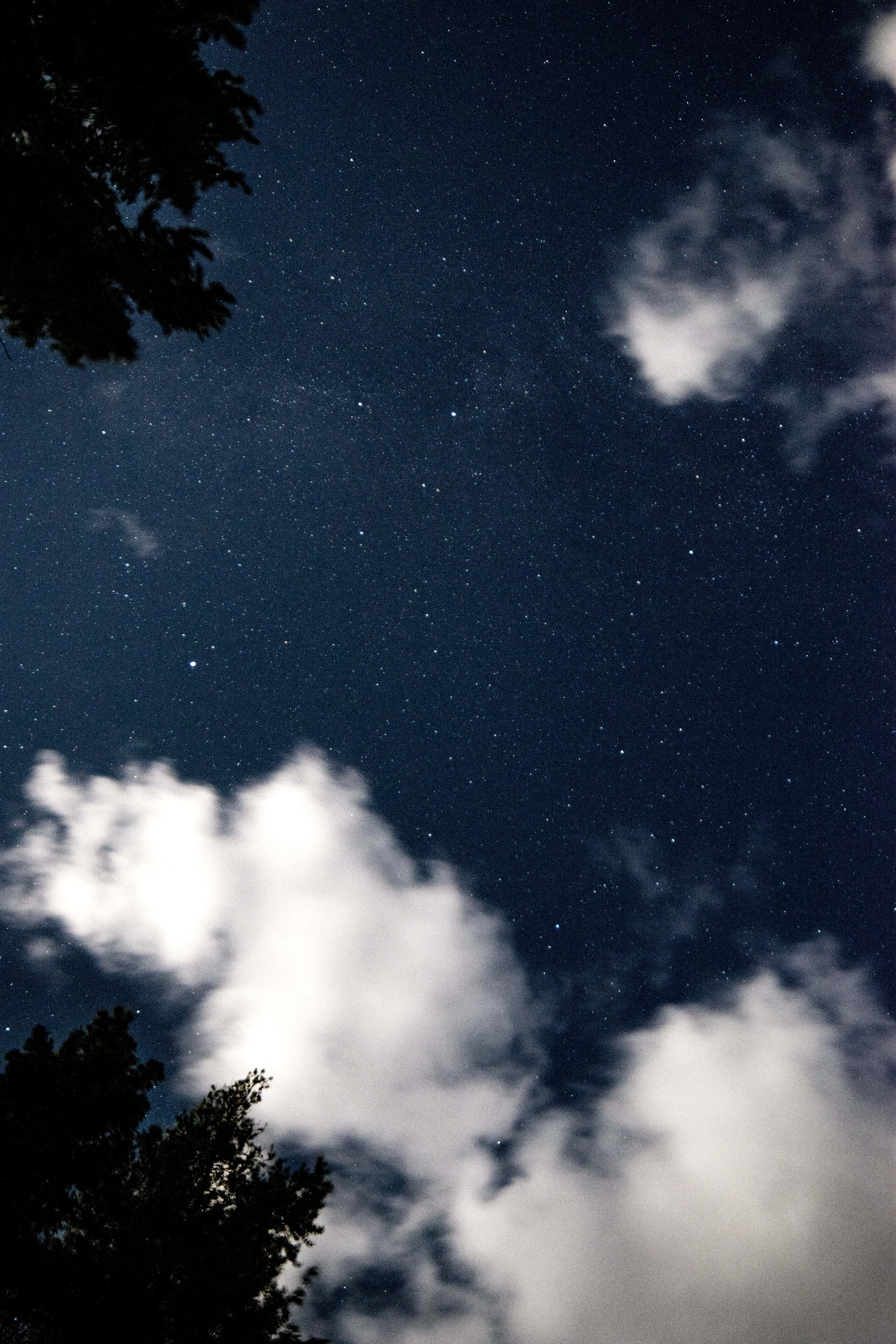Magical Forest, starry night sky, tree silhouettes, 5K Phone Wallpaper