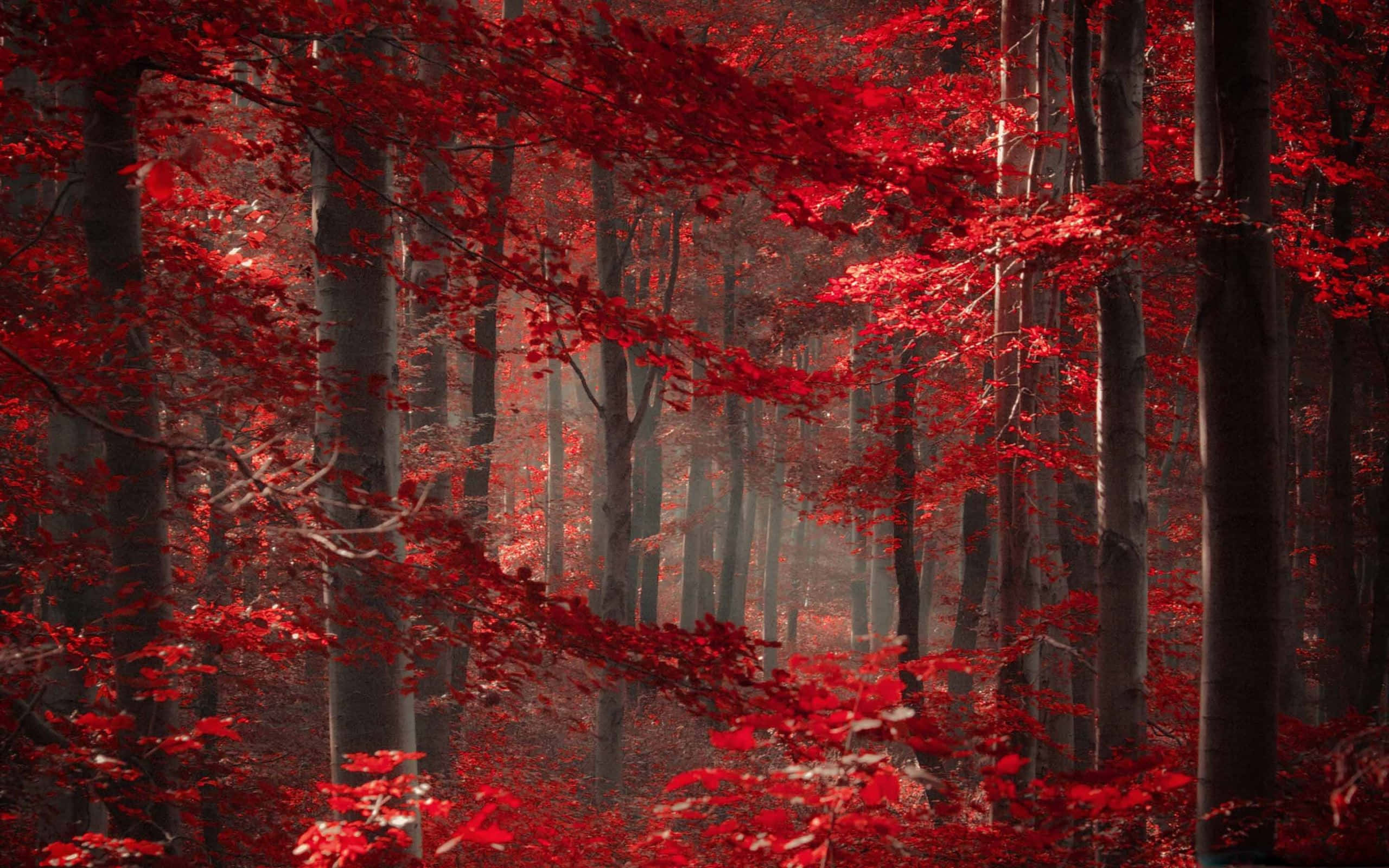 Magical Forest, red foliage, misty forest, 2K Desktop Wallpaper
