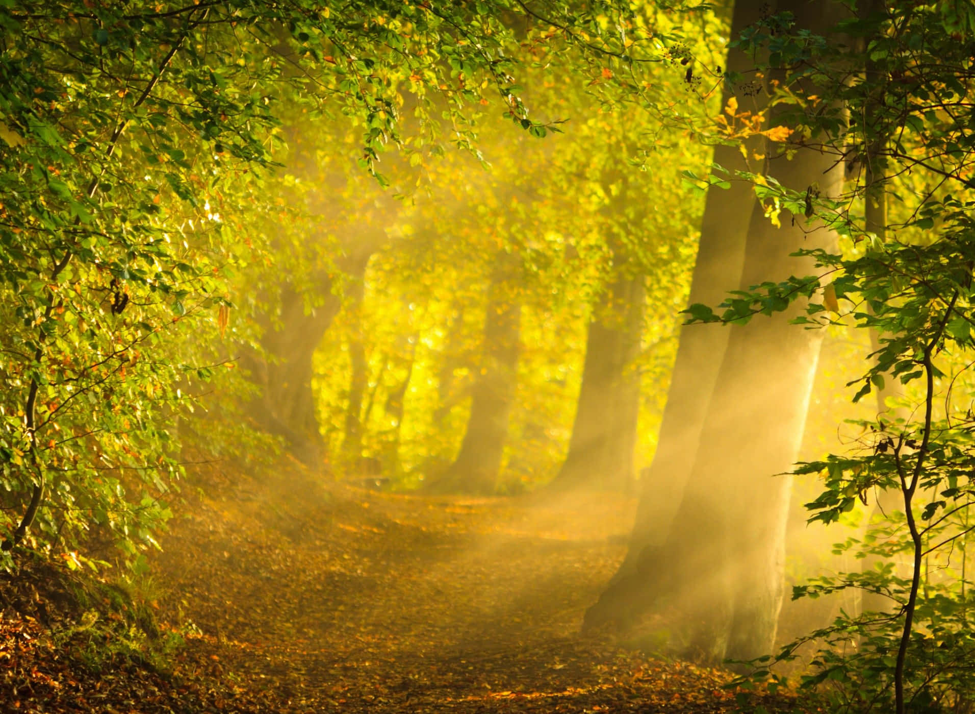 Magical Forest, autumn leaves, golden sunlight, HD Desktop Wallpaper