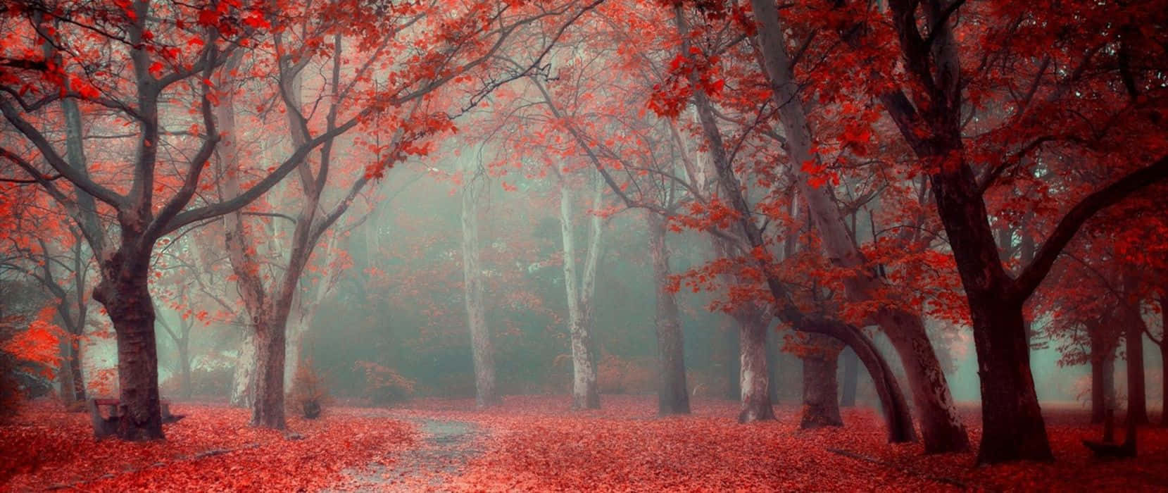 red ultra wide hd, magical scene of trees, misty forest path, HD Desktop Wallpaper