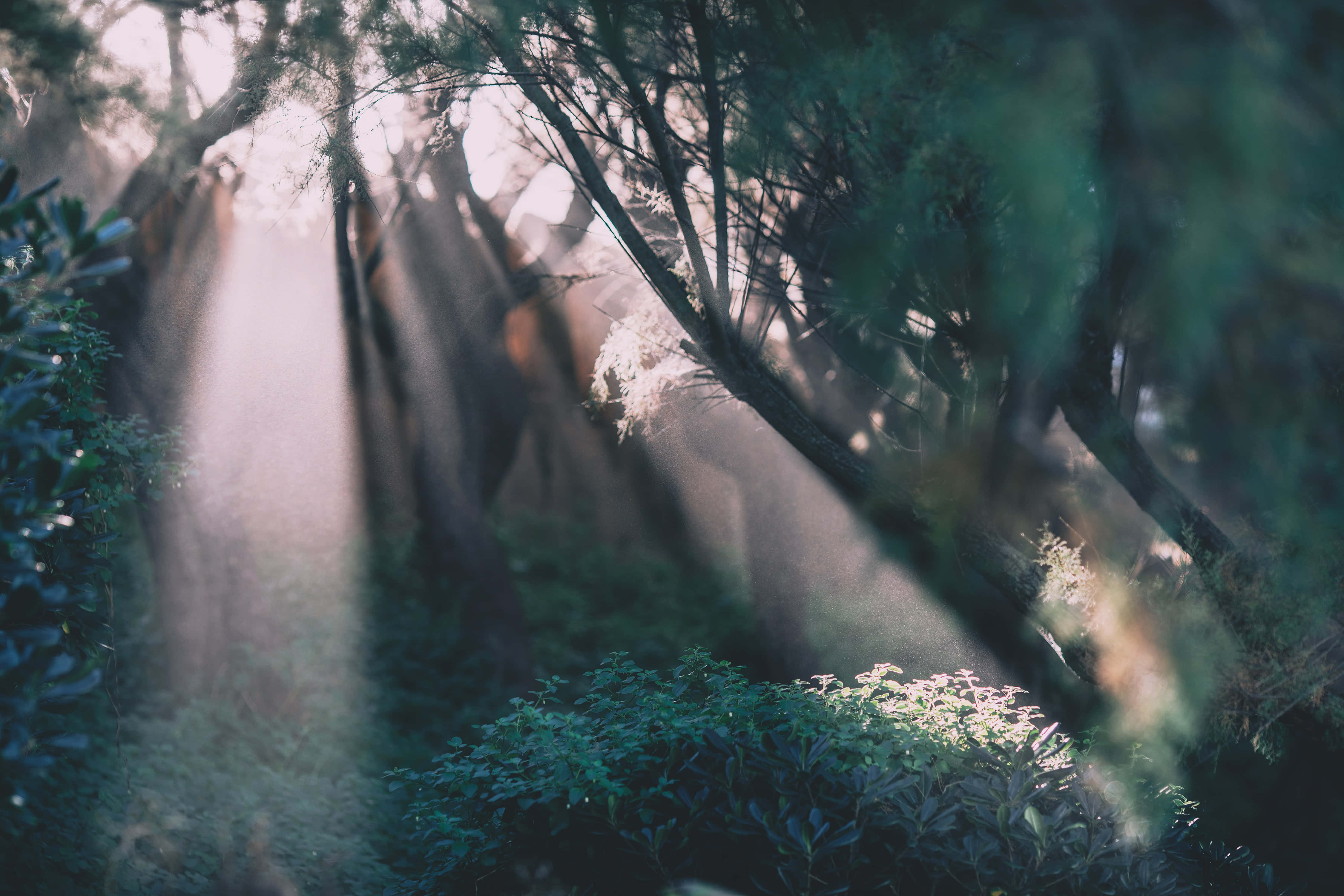 Magical Forest, sunlight beams, dense forest canopy, 4K Desktop Wallpaper