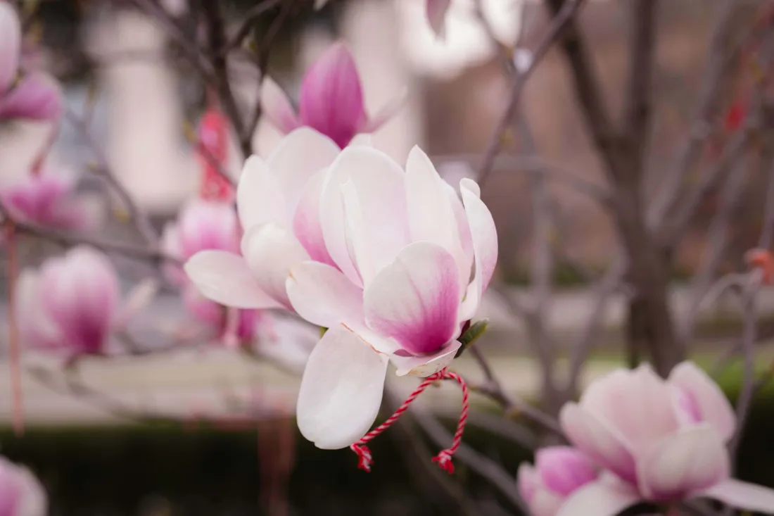 Magnolia Flower