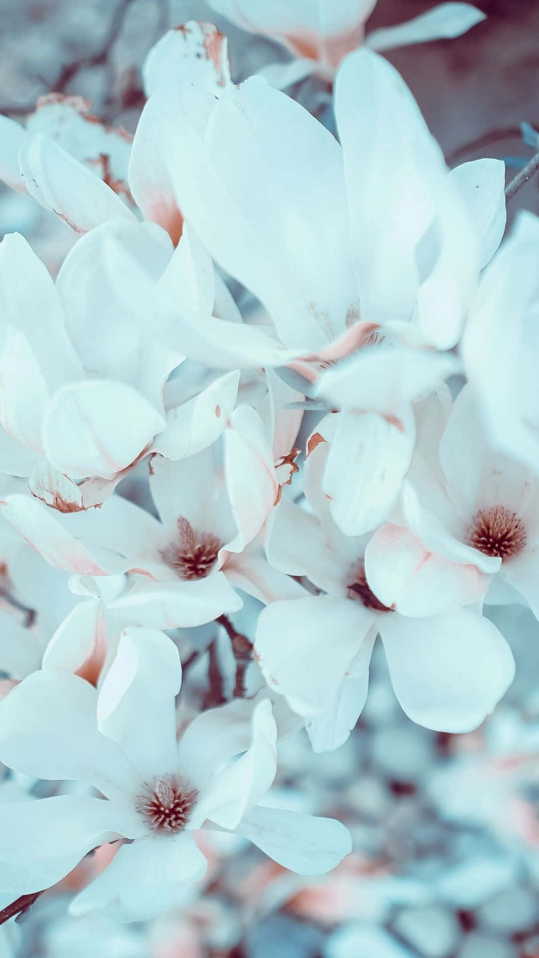 white magnolia flower, delicate white magnolia blossoms, soft pink centers, Full HD Phone Wallpaper