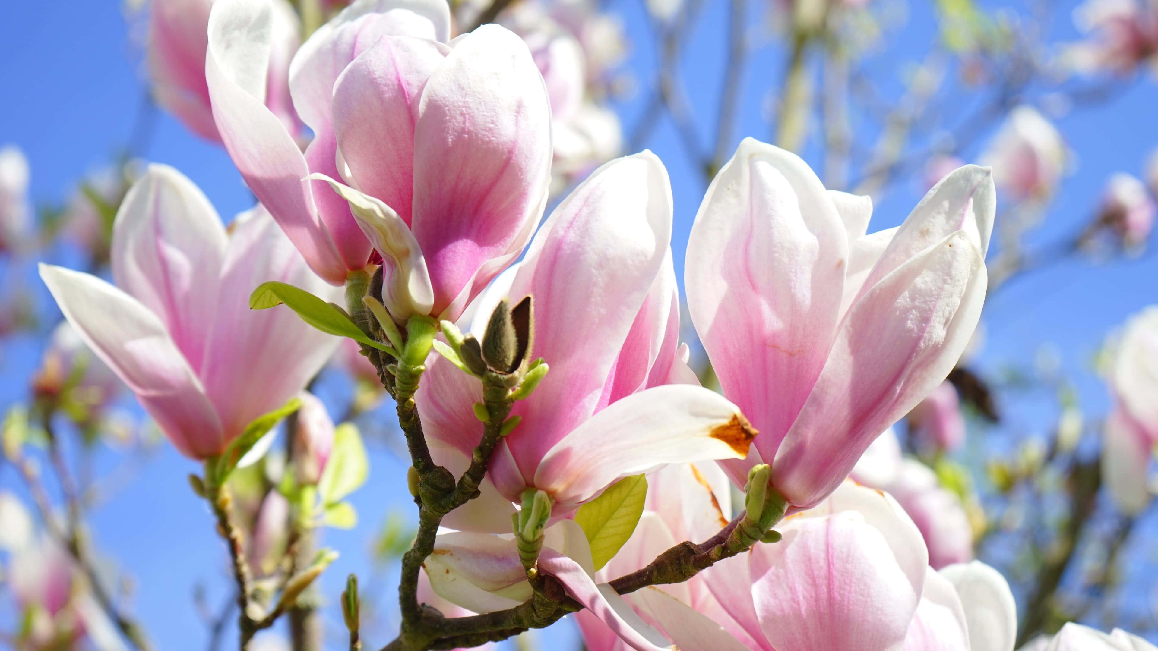 magnolia flower, pink magnolia blossoms, clear blue sky, 4K Desktop Wallpaper