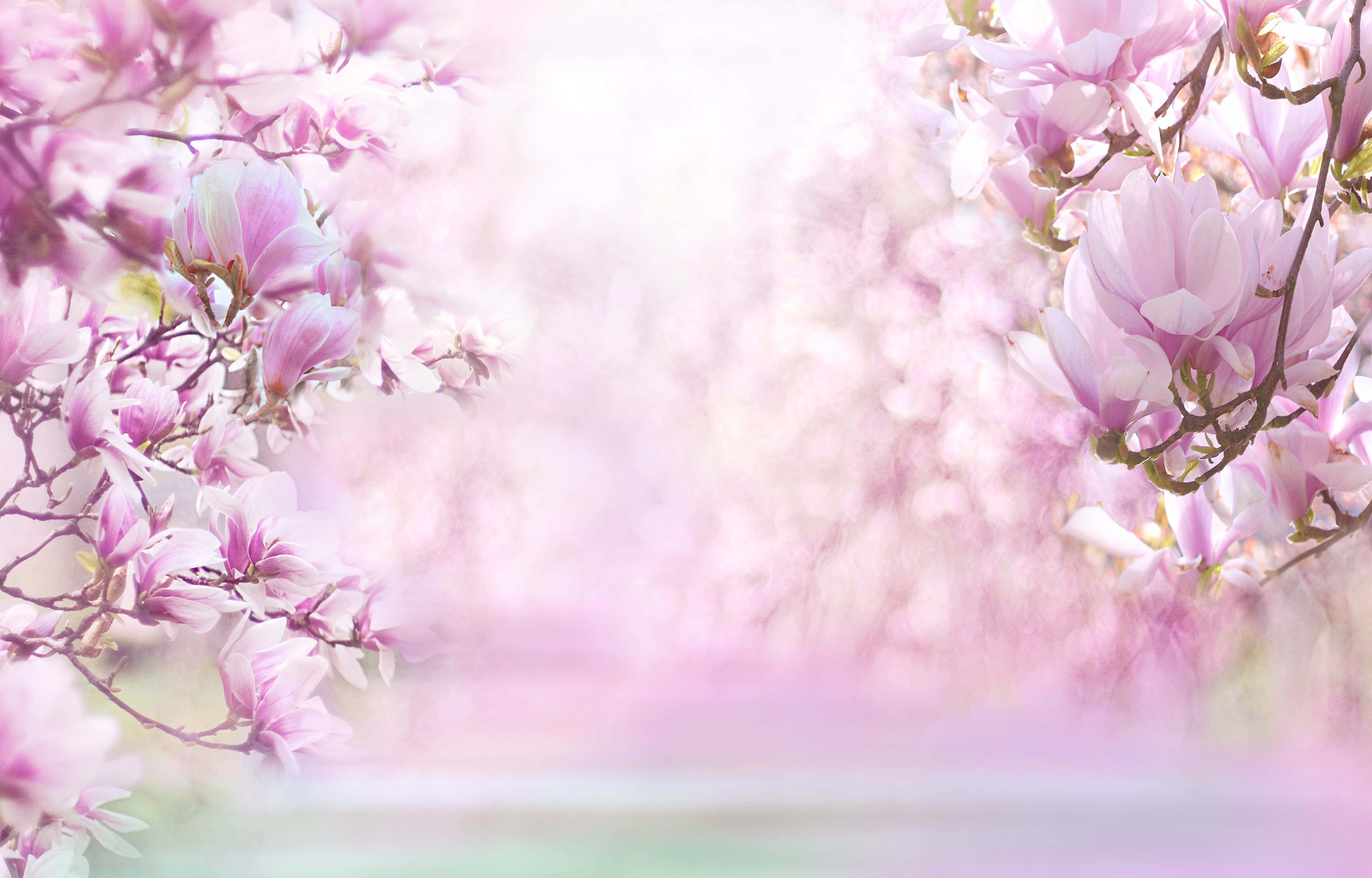 Lovely Pink Spring Magnolia Flower, soft pink magnolia blossoms, dreamy blurred background, 4K Desktop Wallpaper