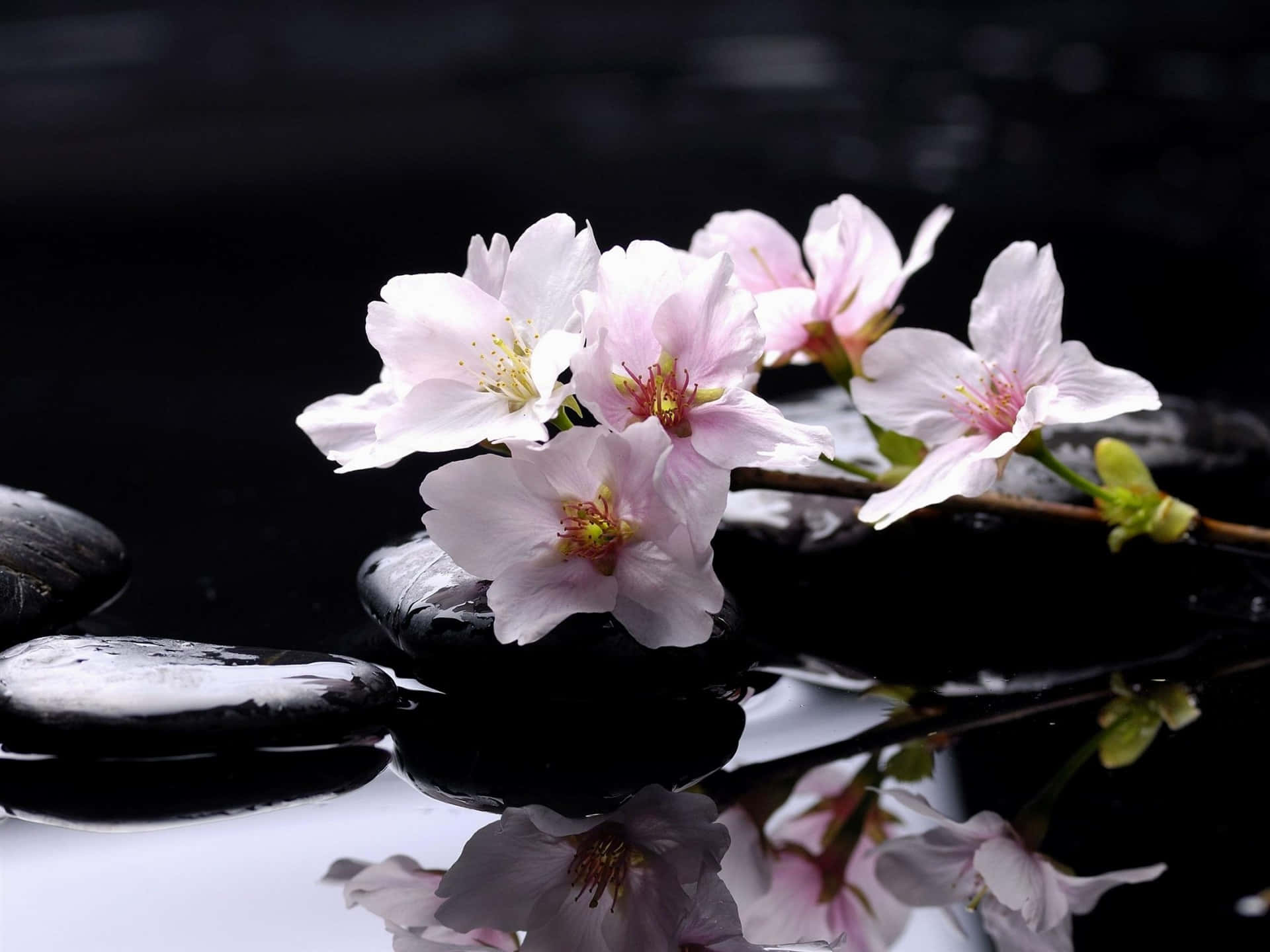 pink magnolia flower, zen stones, wet black stones, Full HD Desktop Wallpaper