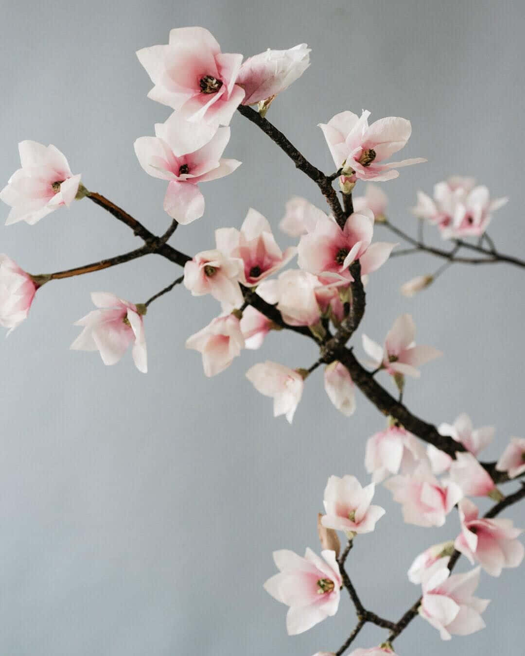 magnolia flower, pink magnolia blossoms, dark branches, HD Phone Wallpaper