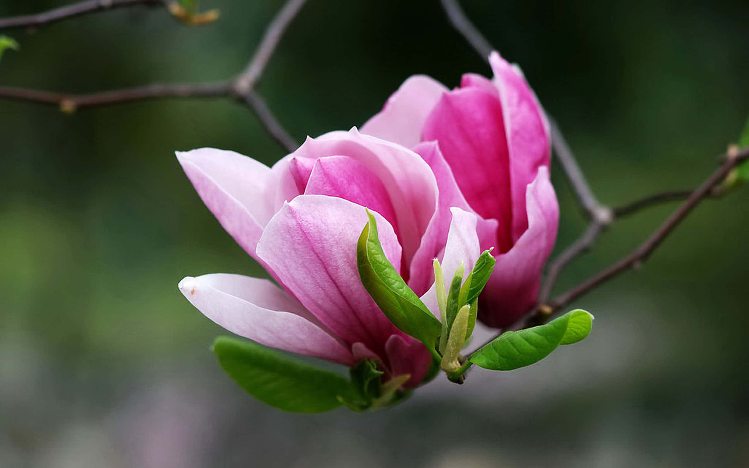 magnolia flower, vibrant pink, fresh green leaves, 2K Desktop Wallpaper