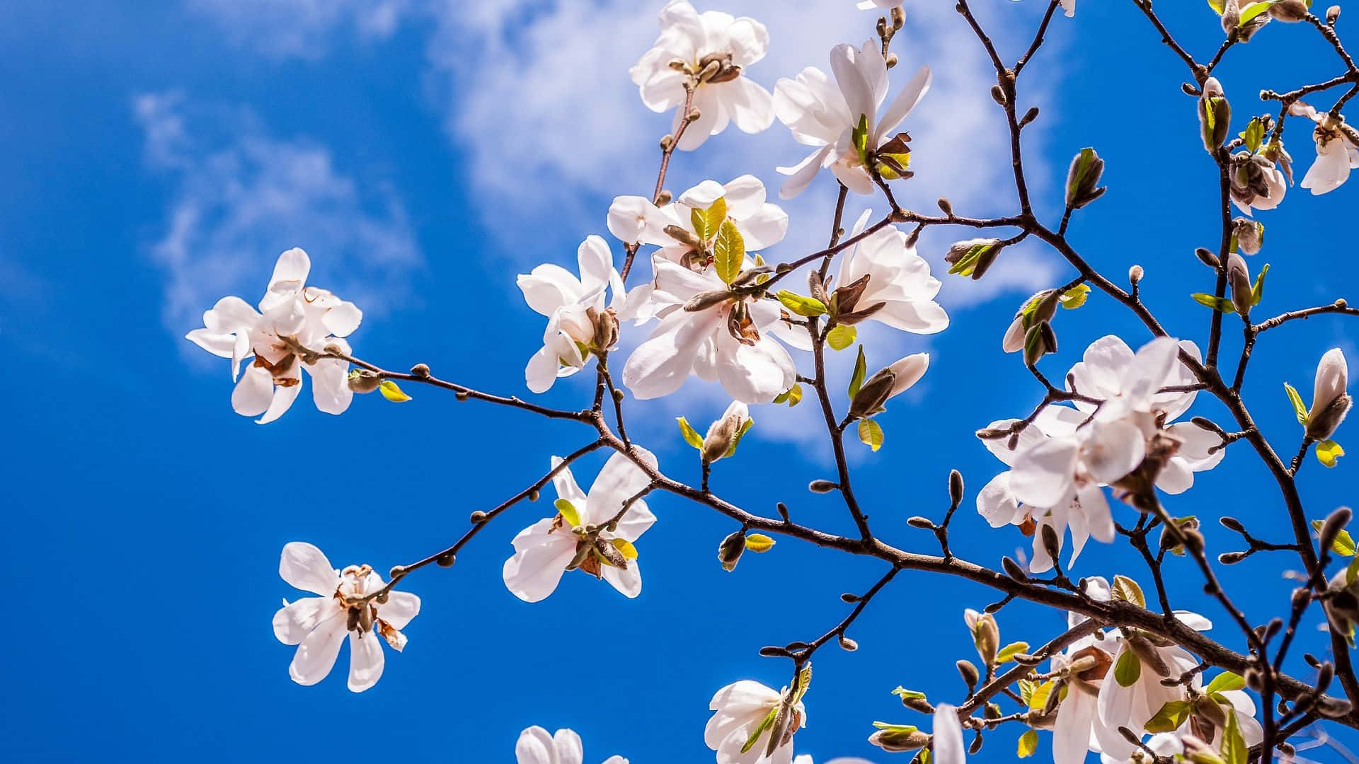 magnolia flowers, blue sky, white magnolia blossoms, Full HD Desktop Wallpaper