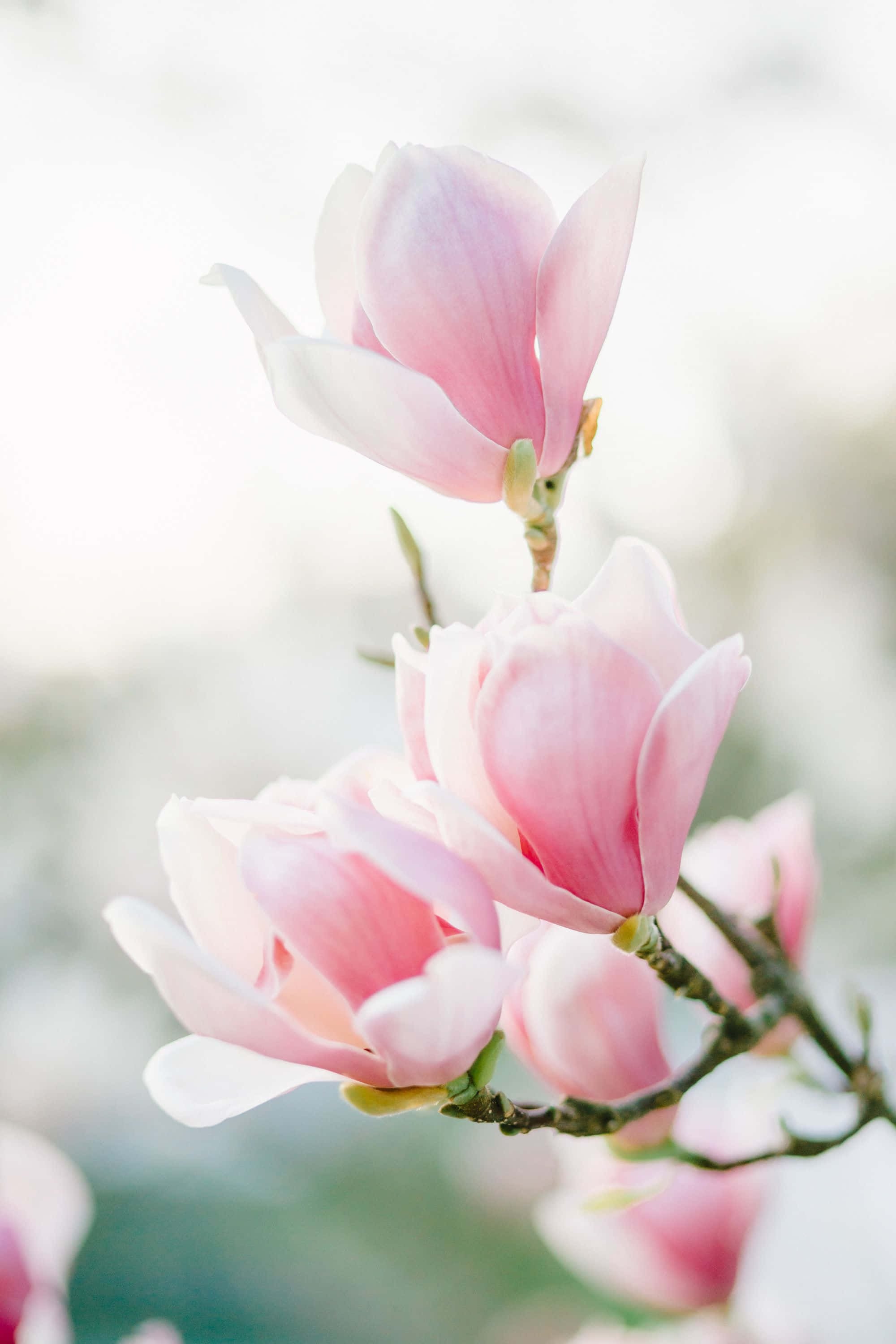 magnolia flower, blossoms, branch, 2K Phone Wallpaper