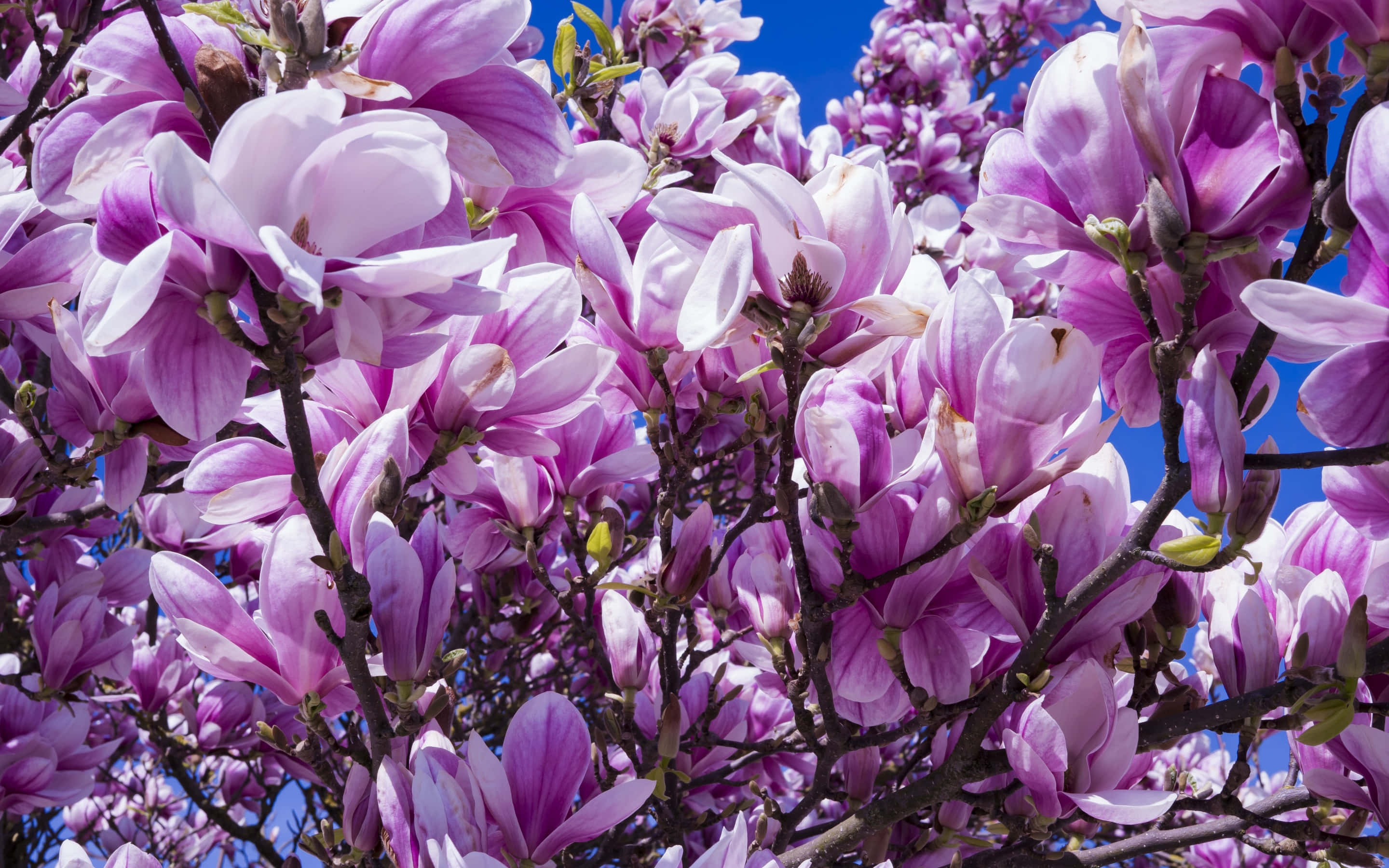 violet magnolia flower, blossom, branches, 2K Desktop Wallpaper