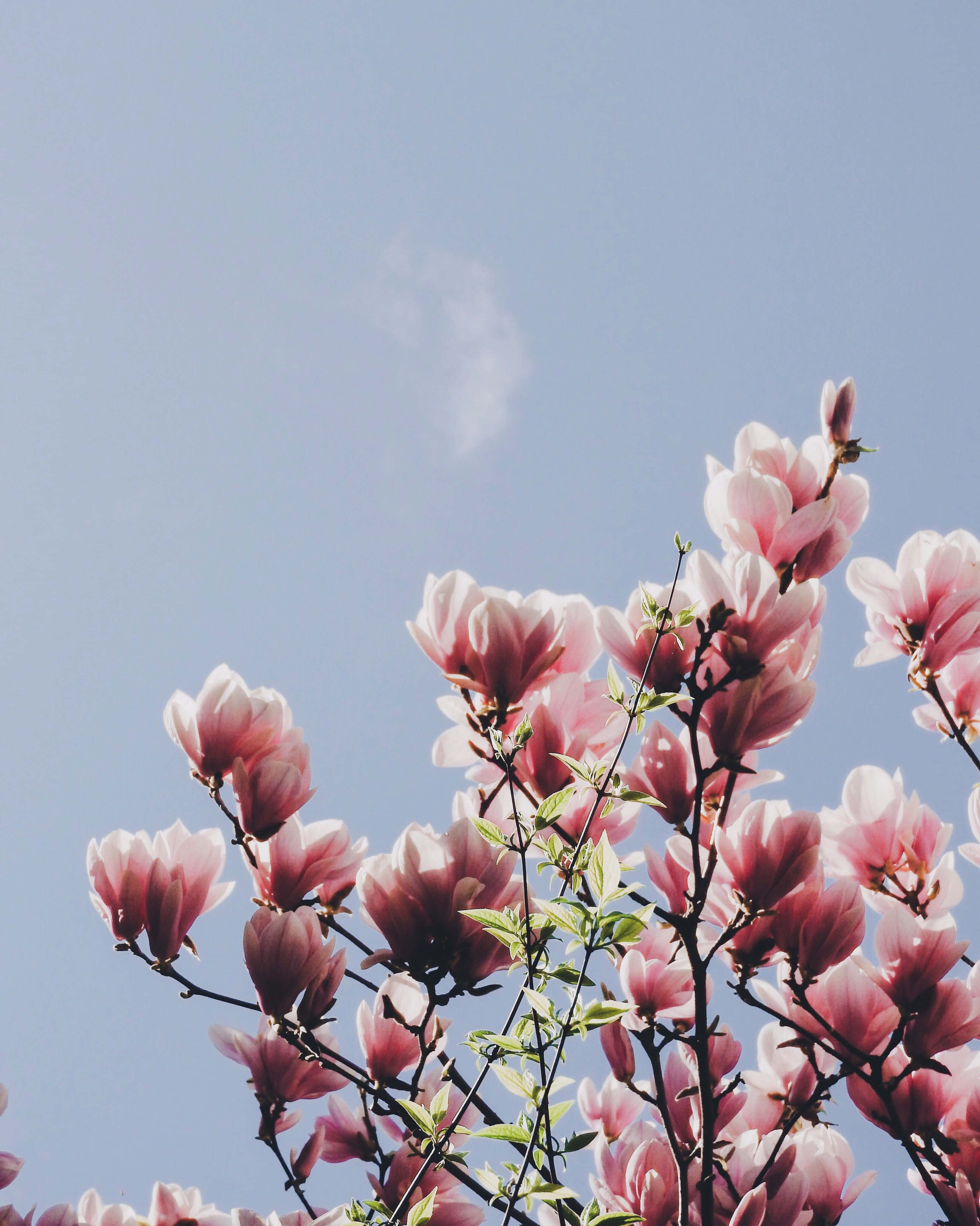 magnolia flower, pink magnolia blossoms, clear blue sky, 4K Phone Wallpaper