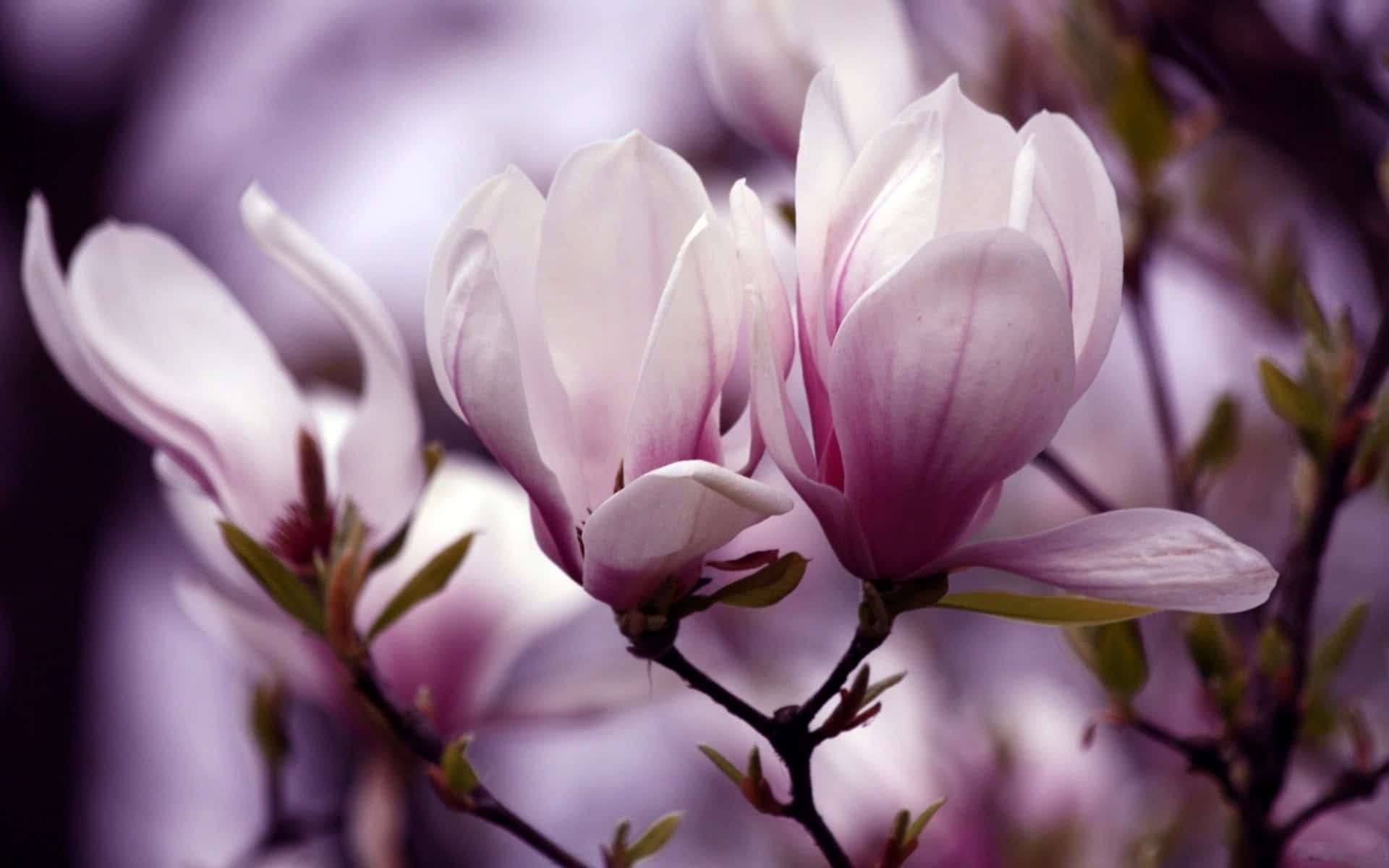 saucer magnolia flower, soft pink, purple blurred background, Full HD Desktop Wallpaper