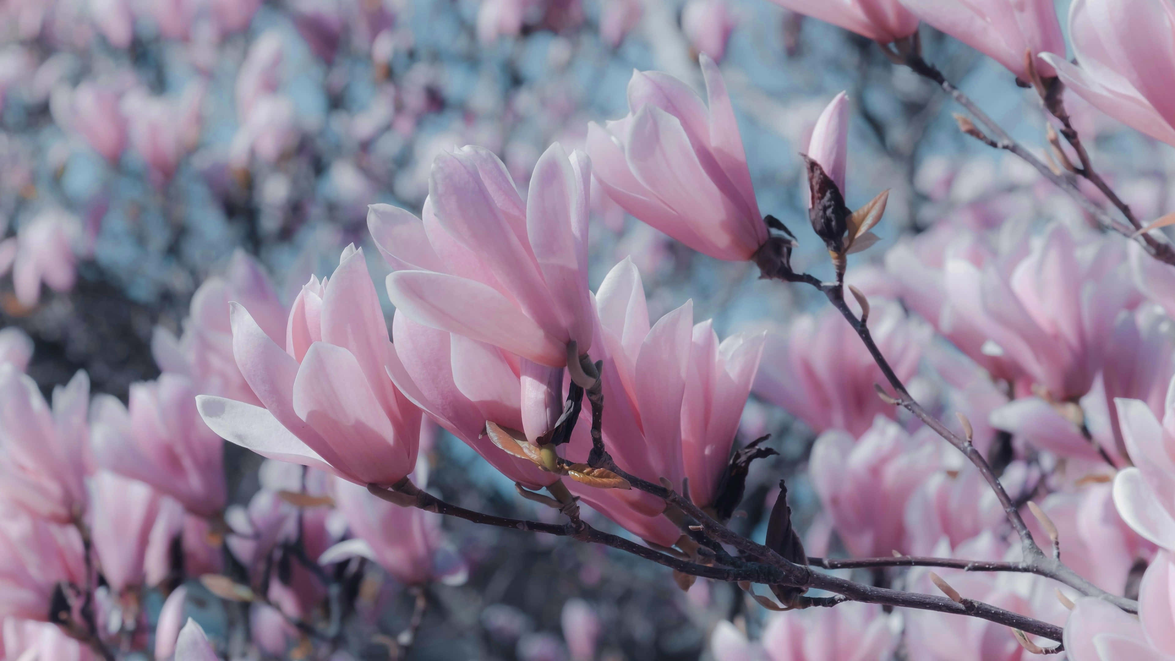 soft look magnolia flower field, magnolia blossoms, soft pink, 4K Desktop Wallpaper