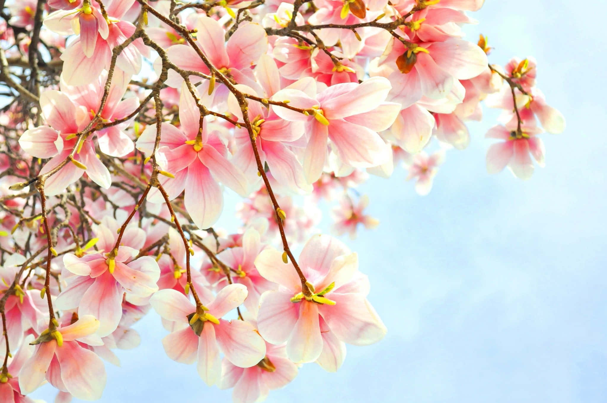 pink magnolia blossoms, clear blue sky, sunlit spring scene, Full HD Desktop Wallpaper