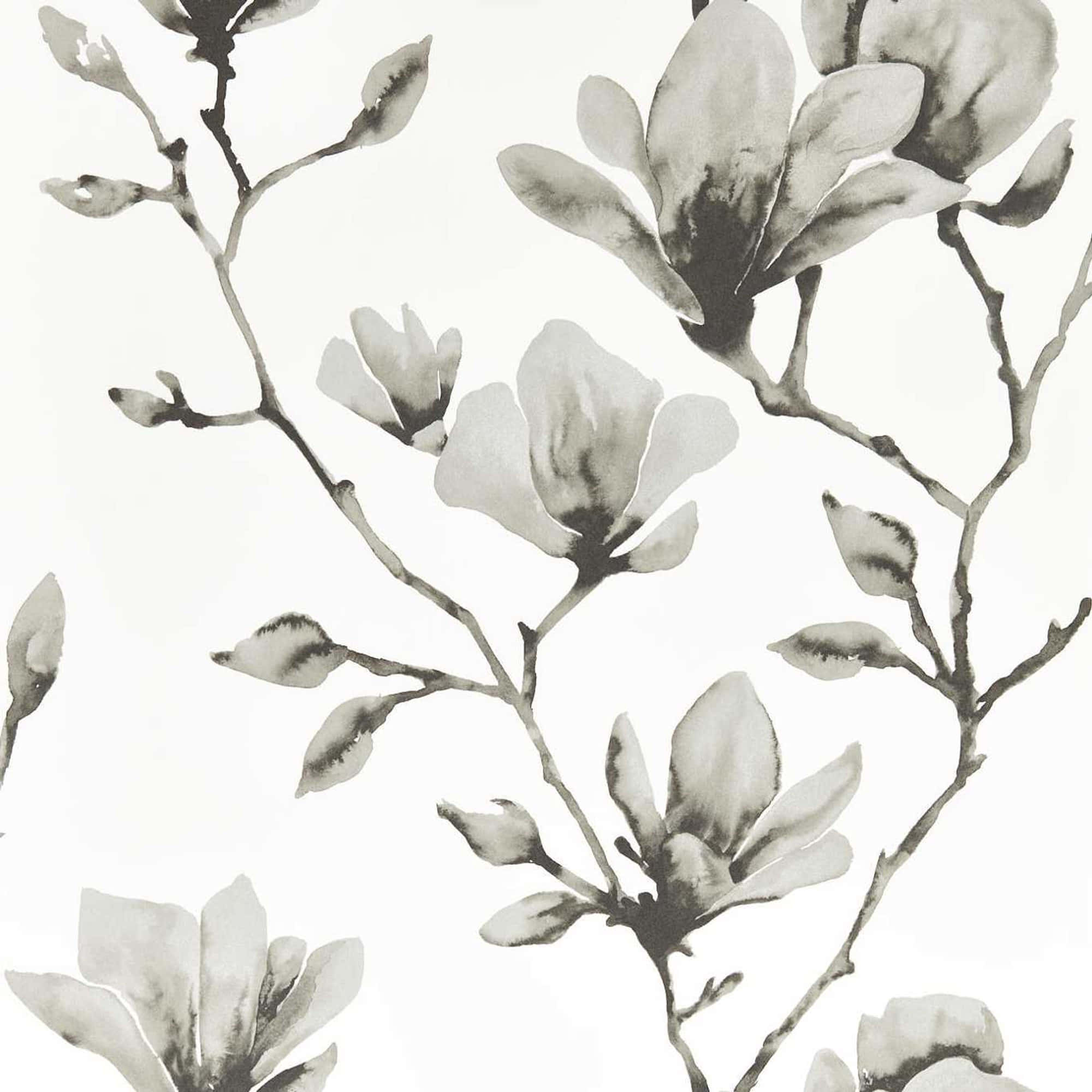 magnolia flower, monochrome, white background, Full HD Desktop Wallpaper