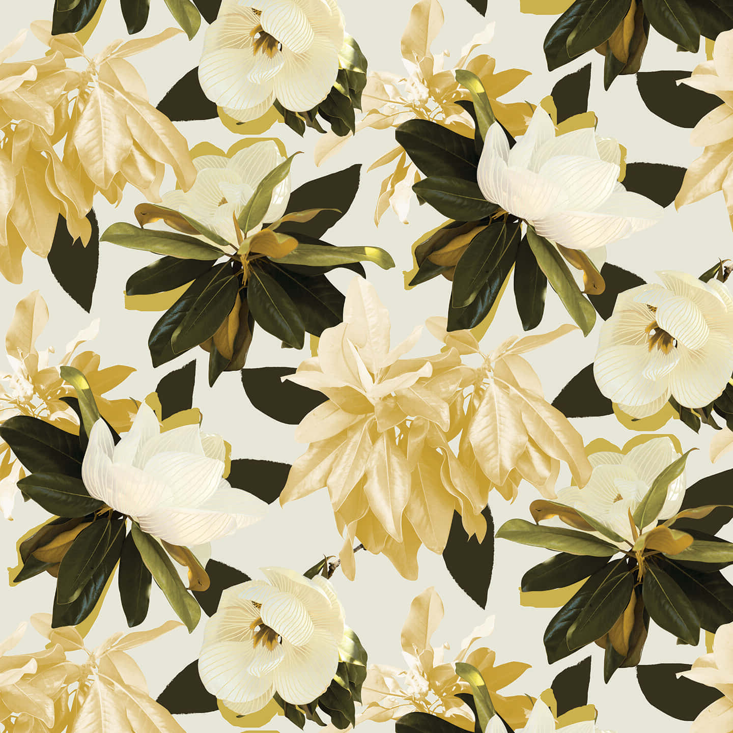 magnolia flower, creamy white, gold, HD Desktop Wallpaper
