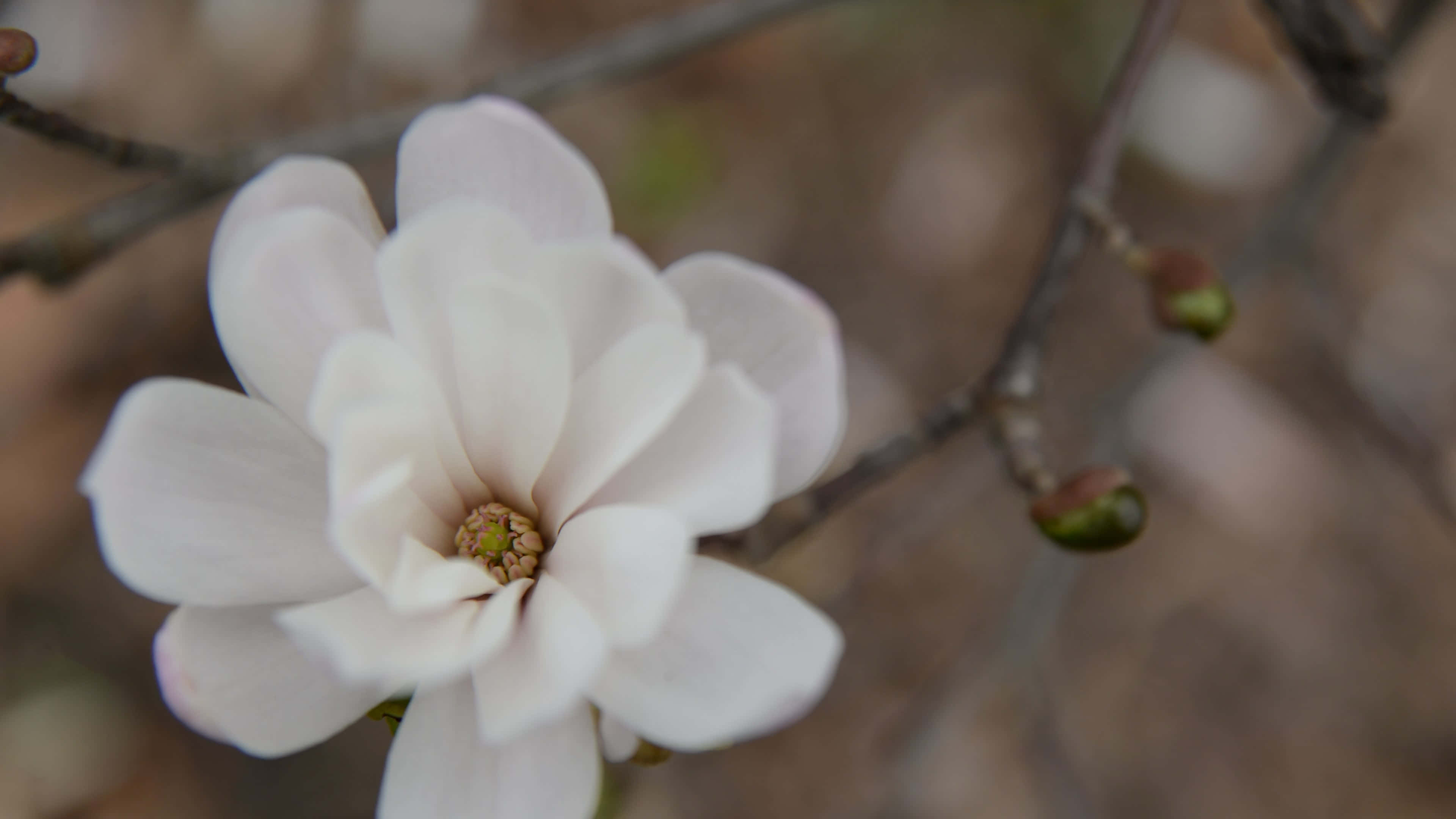white petal magnolia flower, magnolia blossom, brown branches, 4K Desktop Wallpaper