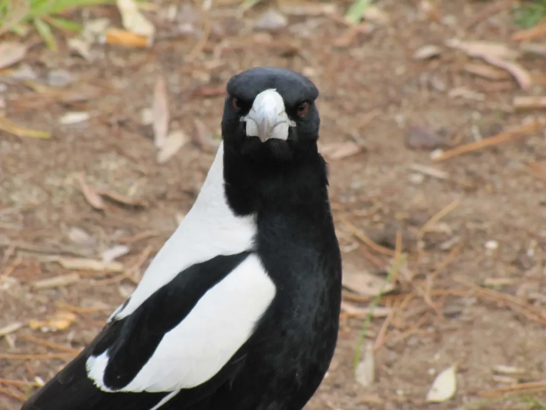 Magpies And Crows