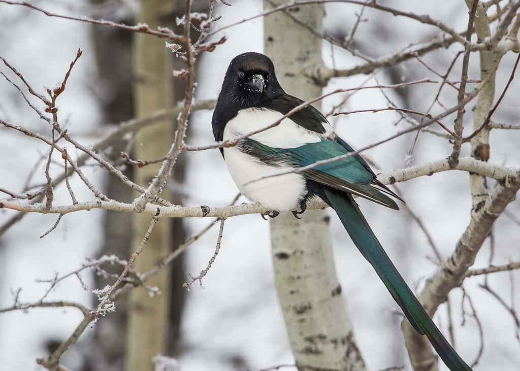 Magpies And Crows, black and white magpie, iridescent blue-green wings, SD Desktop Wallpaper