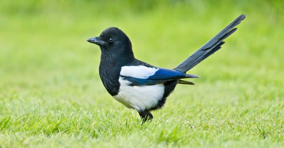 Magpies And Crows, black white and blue magpie, vibrant green grass, SD Desktop Wallpaper