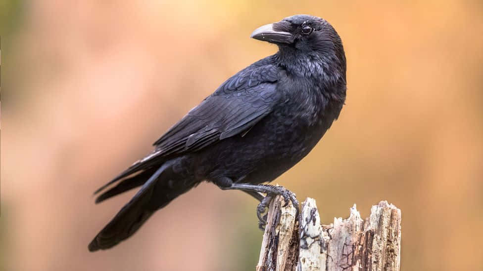 Magpies and Crows, glossy black crow, weathered wooden post, SD Desktop Wallpaper