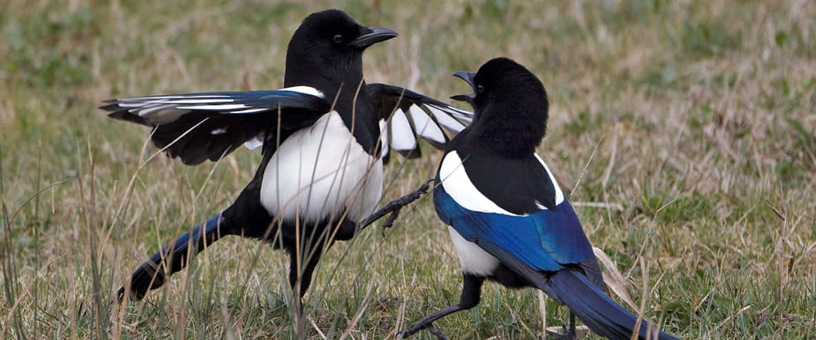 magpies and crows, sunset, branches, SD Desktop Wallpaper
