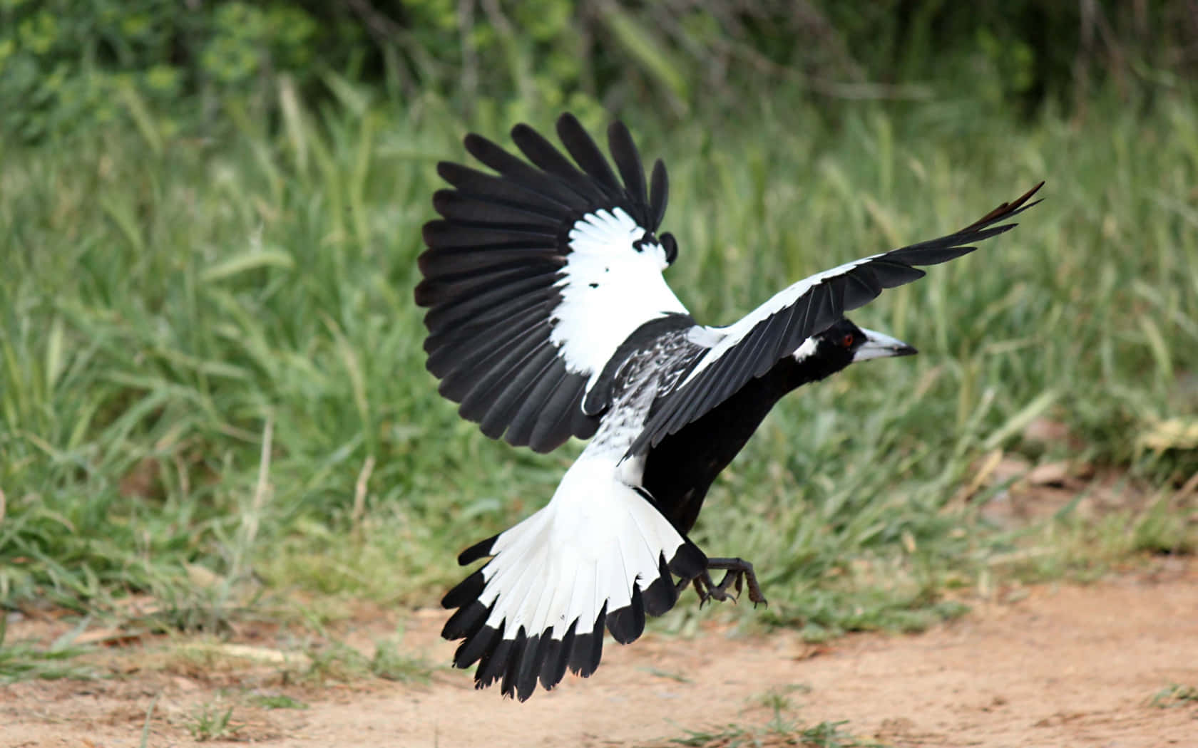 Magpies And Crows, black and white wings, green grass, HD Desktop Wallpaper