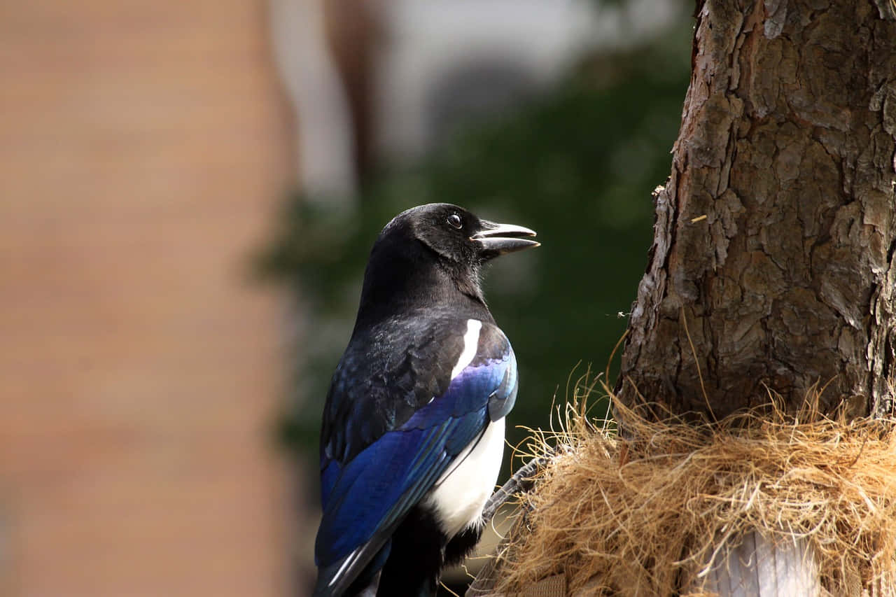 magpies and crows, vibrant blue and black, rustic tree trunk, HD Desktop Wallpaper