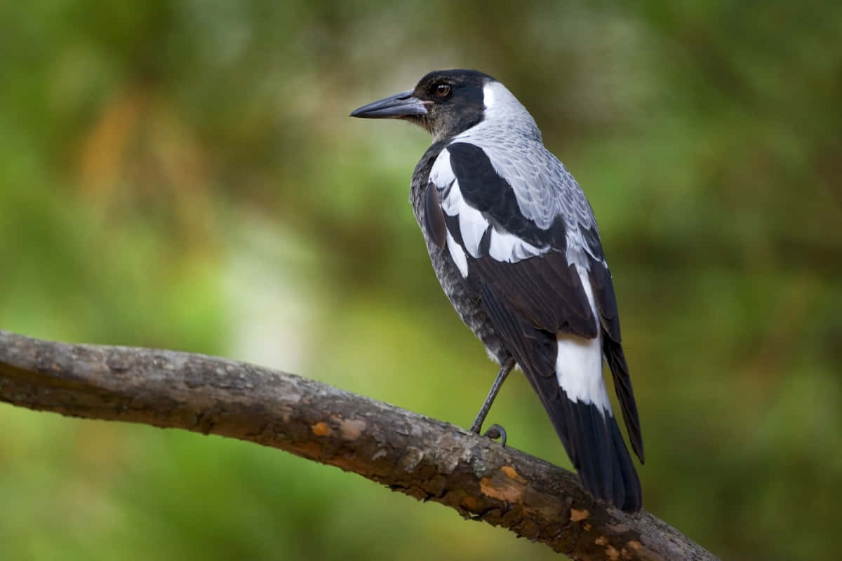Magpies And Crows, black and white magpie, textured tree branch, SD Desktop Wallpaper