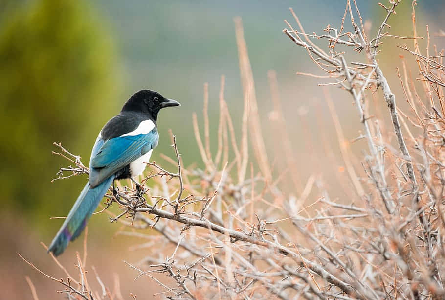 magpies and crows, vibrant blue and black, bare winter branches, SD Desktop Wallpaper