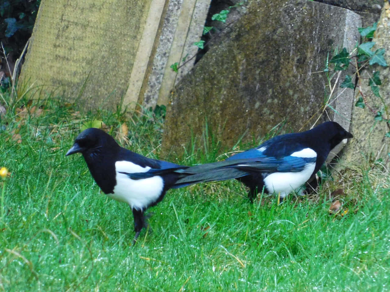 Magpies And Crows, black and white plumage, vibrant green grass, HD Desktop Wallpaper
