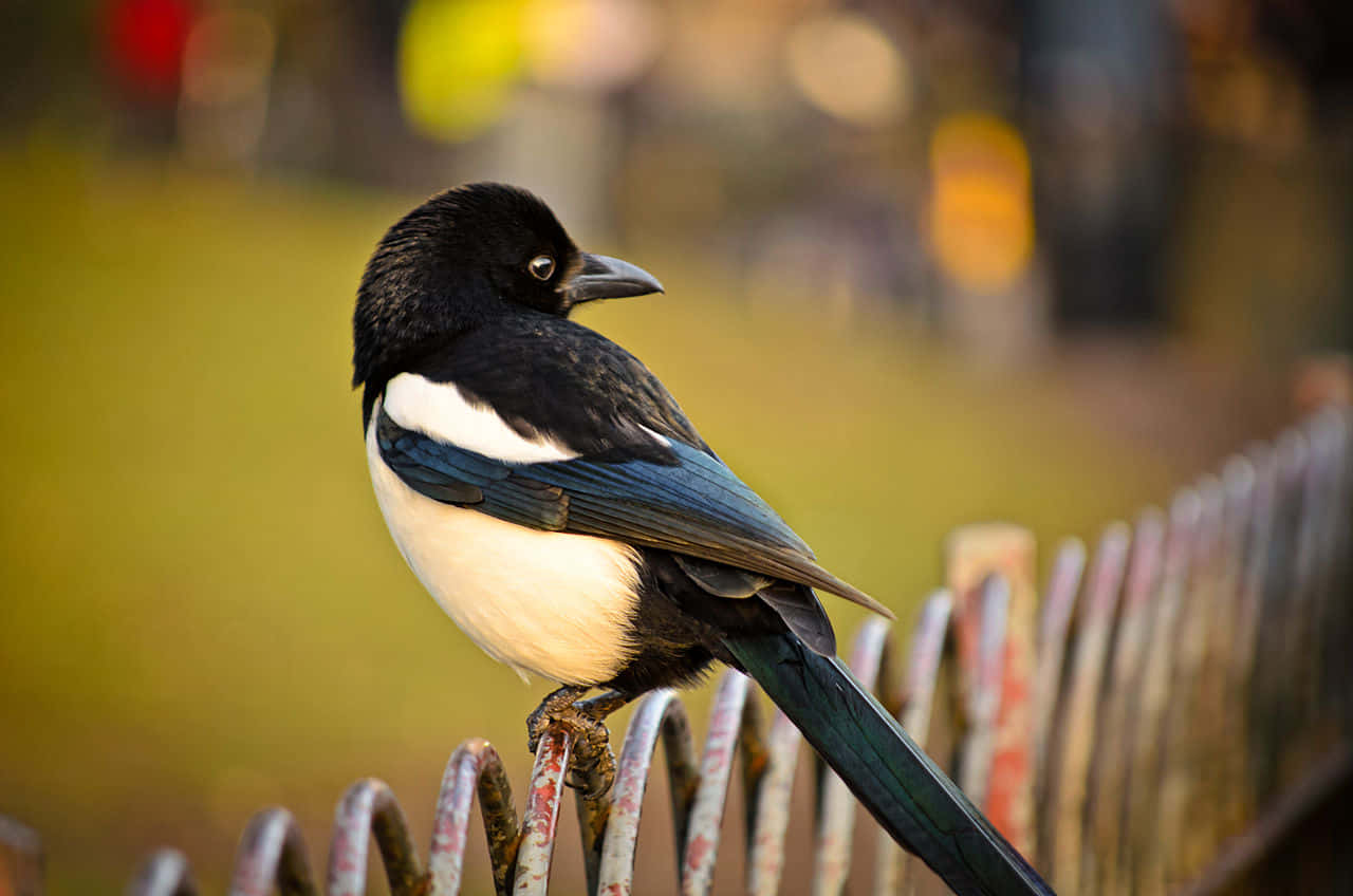 magpies and crows, black and white magpie, rusty metal fence, HD Desktop Wallpaper