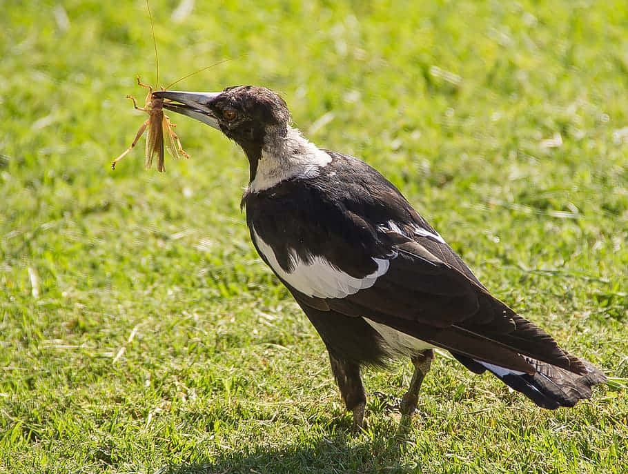 magpies and crows, vibrant green grass, large brown grasshopper, SD Desktop Wallpaper