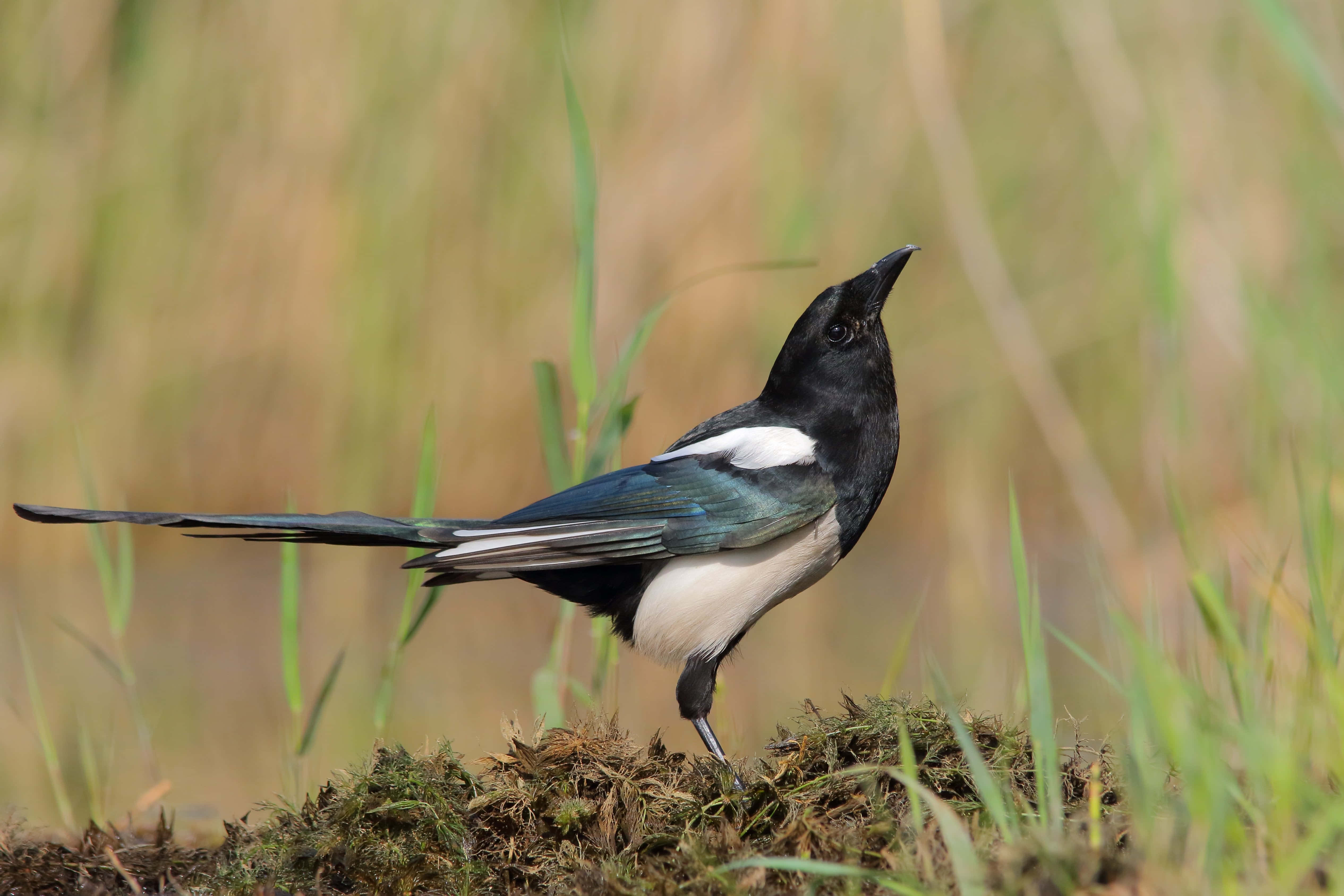 magpies and crows, tree branch, mossy ground, 4K Desktop Wallpaper