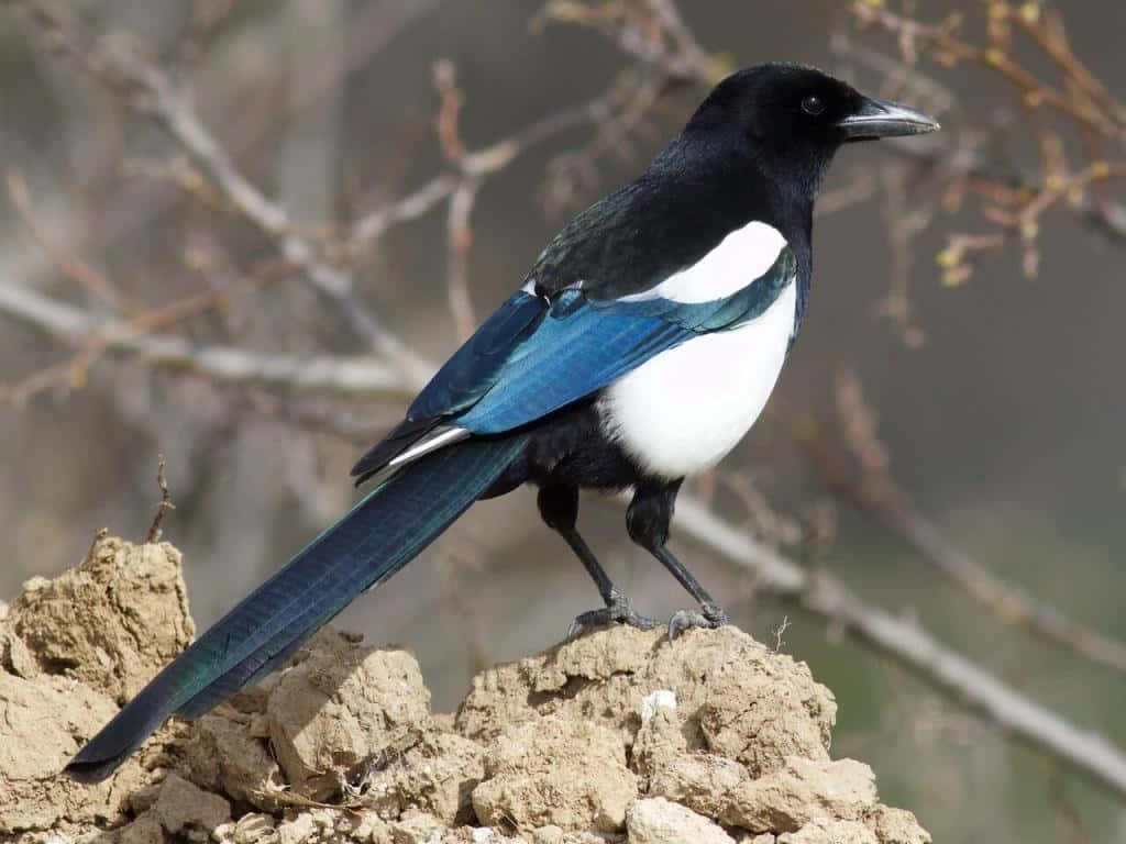 Magpies And Crows, black and white magpie, iridescent blue wings, SD Desktop Wallpaper