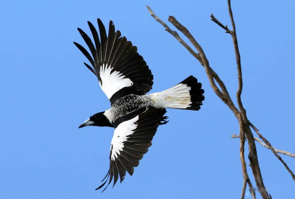 magpies and crows, blue sky, tree branches, SD Desktop Wallpaper