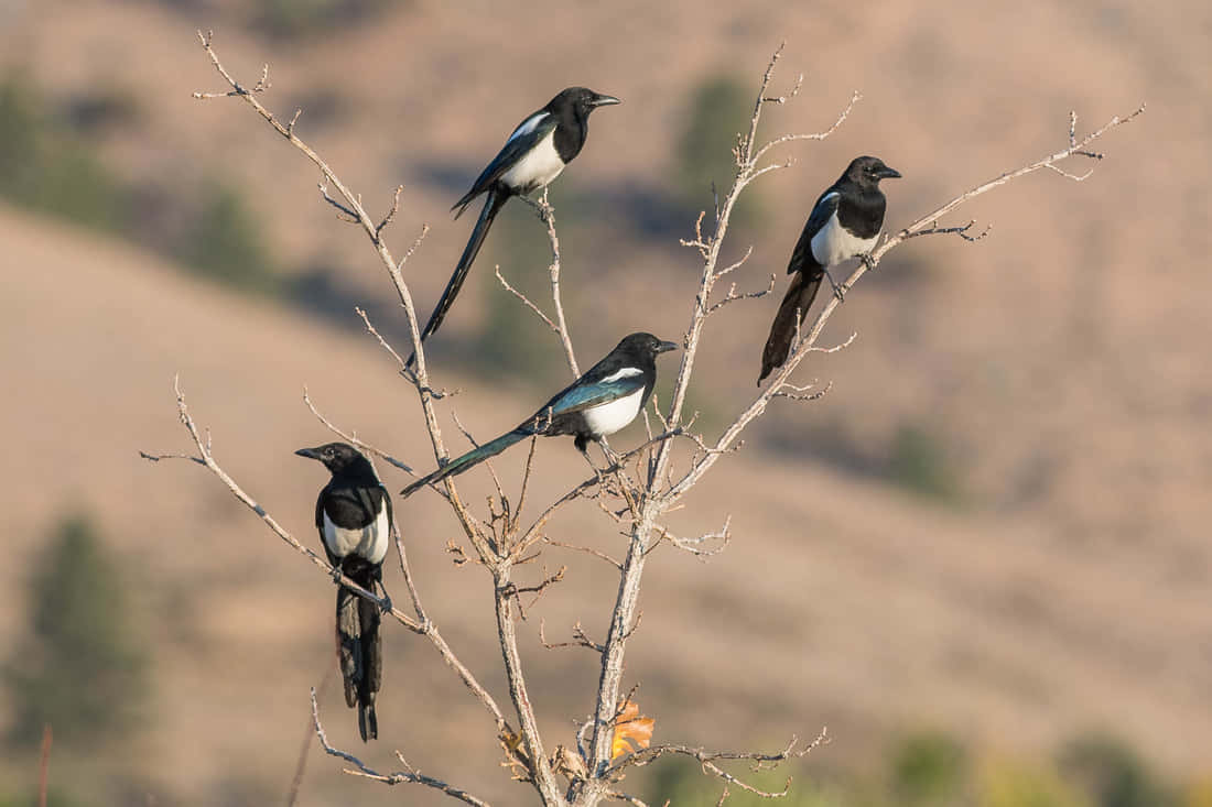 magpies and crows, tree branch, bare branches, SD Desktop Wallpaper
