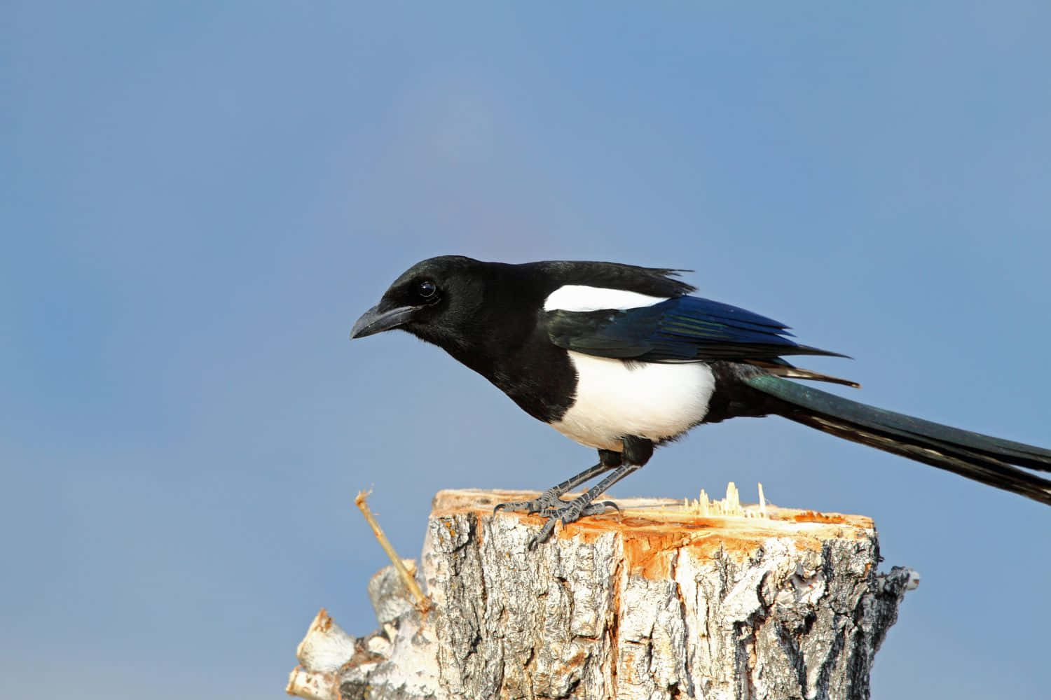 magpies and crows, black and white, weathered tree stump, HD Desktop Wallpaper