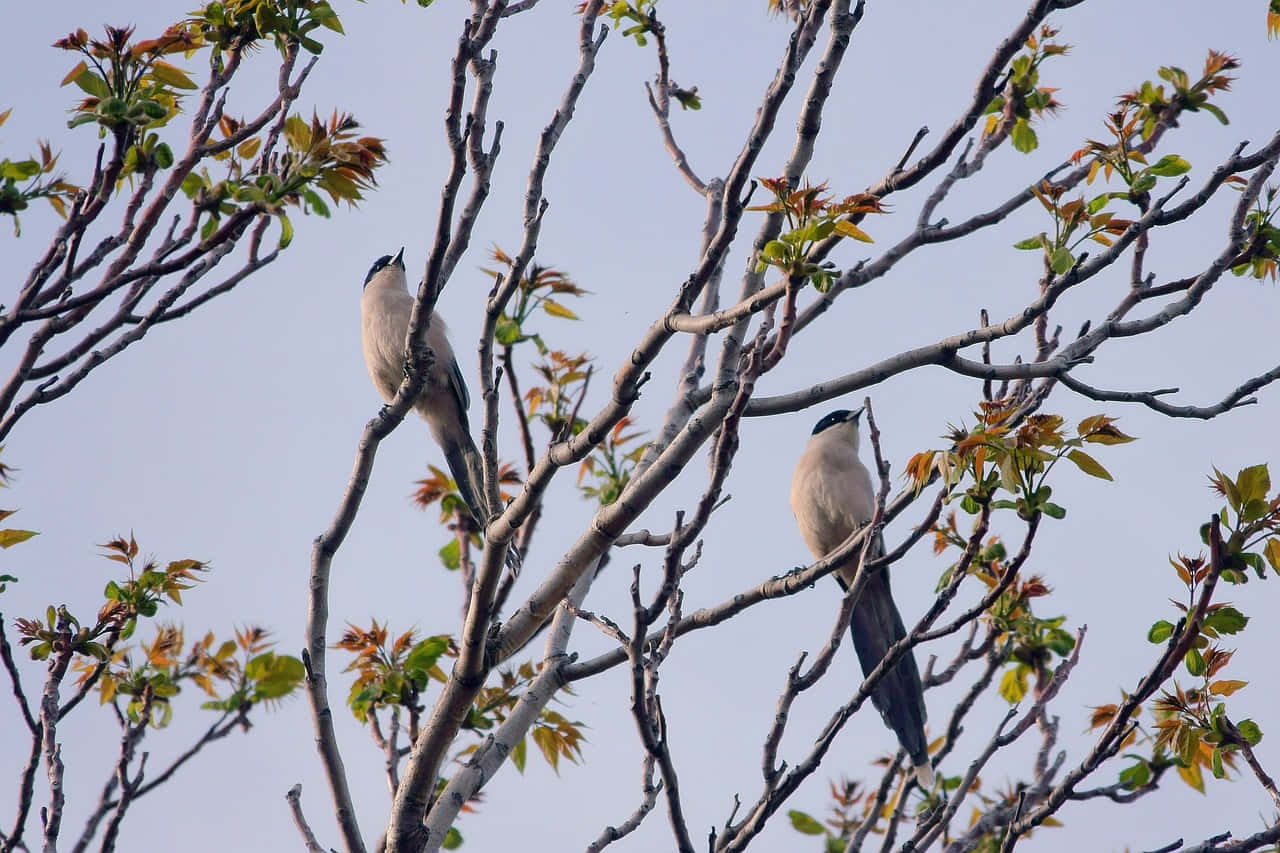 Magpies And Crows, black caps, long tails, HD Desktop Wallpaper