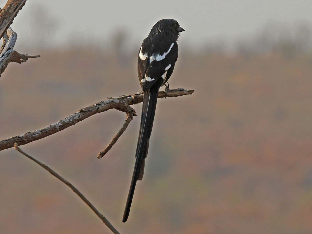 magpies and crows, black bird, white wing patches, HD Desktop Wallpaper