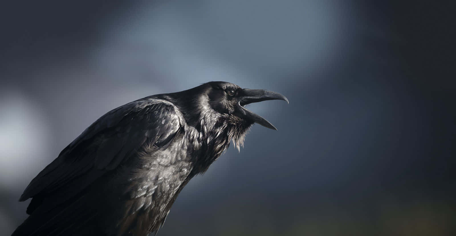 magpies and crows, raven, glossy black feathers, HD Desktop Wallpaper