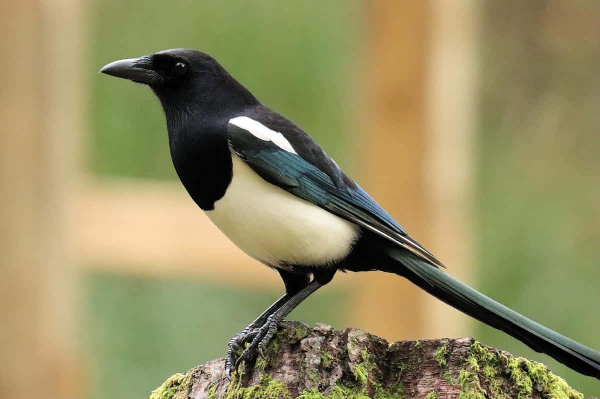 Magpies And Crows, mossy tree stump, dramatic sky backdrop, SD Desktop Wallpaper
